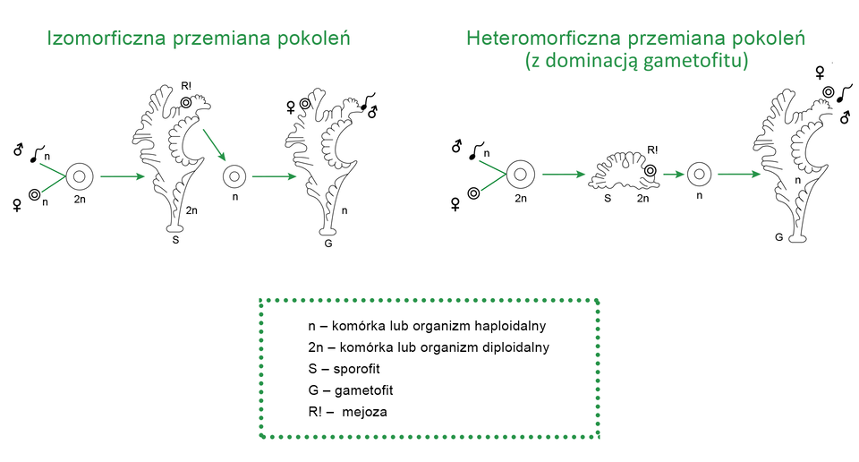 Na schemacie przedstawiono typy przemiany pokoleń. Na pierwszej ilustracji znajduje się izomorficzna przemiana pokoleń. Na pierwszym obrazku znajduje się komórka rozrodcza męska z symbolem plemnika i literą n symbolizującą komórkę lub organizm haploidalny oraz komórka rozrodcza żeńska z symbolem komórki jajowej i literą n symbolizującą komórkę lub organizm haploidalny. Łączą się one w dużą komórkę opisaną jako 2n, co symbolizuje komórkę lub organizm diploidalny. Dalej strzałka prowadzi do ilustracji przedstawiającej glon z literą S oznaczającą sporofit. Na górze glonu widnieje zaznaczona komórka z symbolem R!, który symbolizuje mejozę, a na dole oznaczenie 2n symbolizujące komórkę lub organizm diploidalny. Wynikiem mejozy jest powstanie komórki lub organizmu haploidalnego oznaczonego symbolem n. Kolejno strzałka prowadzi do ilustracji przedstawiającej glon z literą G oznaczającą gametofit. Na górze glonu znajduje się damska i męska komórka rozrodcza, a na dole mała litera n. Na drugiej ilustracji zobrazowano heteromorficzną przemianę pokoleń z dominacją gametofitu. Na pierwszym obrazku znajduje się komórka rozrodcza męska z symbolem plemnika i literą n symbolizującą komórkę lub organizm haploidalny oraz komórka rozrodcza żeńska z symbolem komórki jajowej i literą n symbolizującą komórkę lub organizm haploidalny. Łączą się one w dużą komórkę opisaną jako 2n symbolizującym komórkę lub organizm diploidalny. Dalej strzałka prowadzi do ilustracji przedstawiającej fragment glonu z literą S symbolizującą sporofit i symbolem 2n oznaczającym komórkę lub organizm diploidalny. W górnej części fragmentu glonu widnieje zaznaczona komórka z symbolem R!, który symbolizuje mejozę. Dalej prowadzi strzałka do komórki z symbolem n oznaczającym komórkę lub organizm haploidalny, a kolejna strzałka prowadzi do glonu z literą G oznaczającą gametofit. Na górze glonu znajduje się damska i męska komórka rozrodcza, a na dole mała litera n.