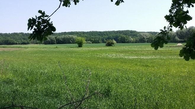 Fotografia przedstawia łąkę. W tle kępy drzew.