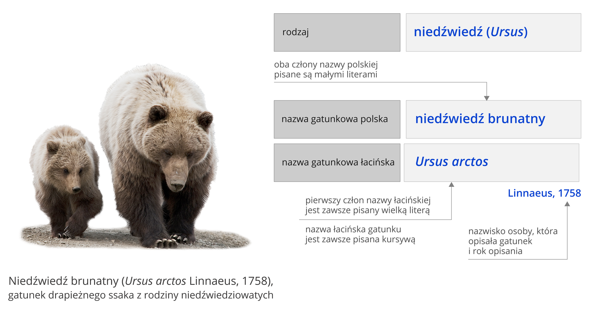Ilustracja przedstawia zasady tworzenia nazw gatunkowych. Na zdjęciu widać dwa niedźwiedzie. Obok przedstawione są ich nazwy. Rodzaj to niedźwiedź, po łacinie Ursus. Nazwa gatunkowa polska to niedźwiedź brunatny. Oba człony nazwy polskiej pisane są małymi literami. Nazwa gatunkowa łacińska to Ursus arctos. Pierwszy człon nazwy łacińskiej pisany jest zawsze wielką literą. Nazwa łacińska jest zawsze pisana kursywą. Oprócz tego czasem po nazwie widnieje też nazwisko osoby, która opisała gatunek, i rok opisania. W przypadku niedźwiedzia był to Linnaeus, 1758 rok.
