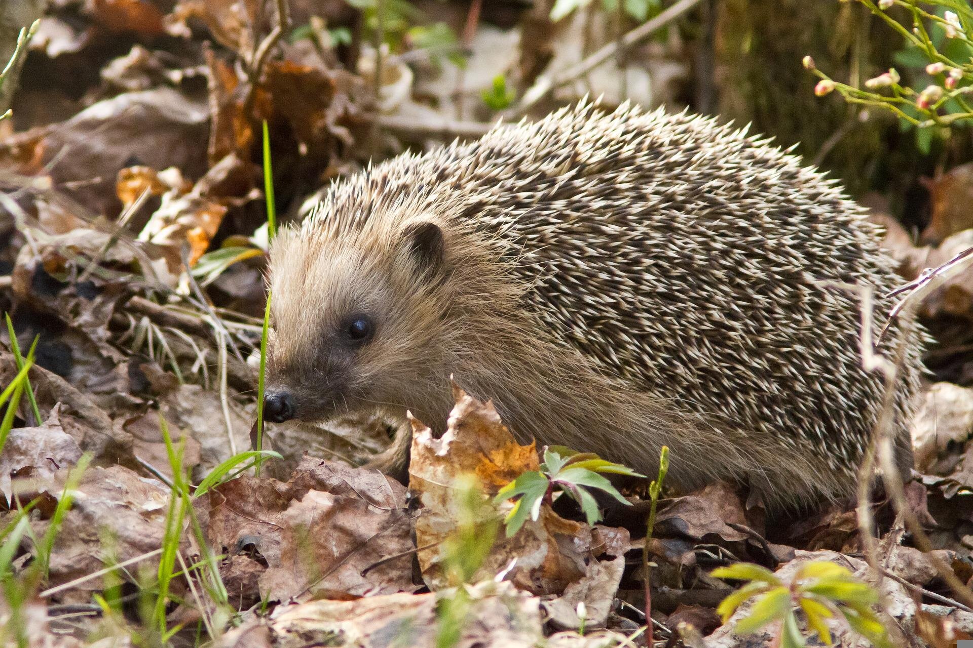 Na planszy widoczny jest Jeż, znajdujący się na brązowych, uschniętych liściach. Ma krępe ciało, pokryte podłużnymi, brązowymi, licznymi kolcami, z drobnymi kończynami i podłużną głową, z zaokrąglonymi uszami, czarnymi oczami i małym pyszczkiem.