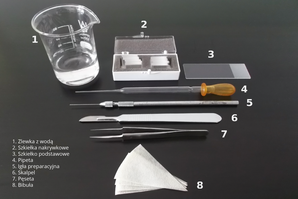 Fotografia przedstawia przedmioty potrzebne do sporządzenia preparatu mikroskopowego. Każdy z nich jest oznaczony cyfrą od 1 do 8. Cyfrą 1 oznaczona jest zlewka z wodą. Cyfra 2 przedstawia pudełeczko z kwadratowymi, cienkimi szkiełkami nakrywkowymi, ułożonymi pionowo w dwóch zagłębieniach w gąbce. Cyfrą 3 oznaczono pojedyncze, prostokątne szkiełko nakrywkowe. Cyfra 4 to pipeta. Cyfra 5 to igła preparacyjna. Cyfra 6 to skalpel. Cyfra 7 to pęseta. Cyfrą 8 oznaczono trójkątne kawałki białej bibuły.