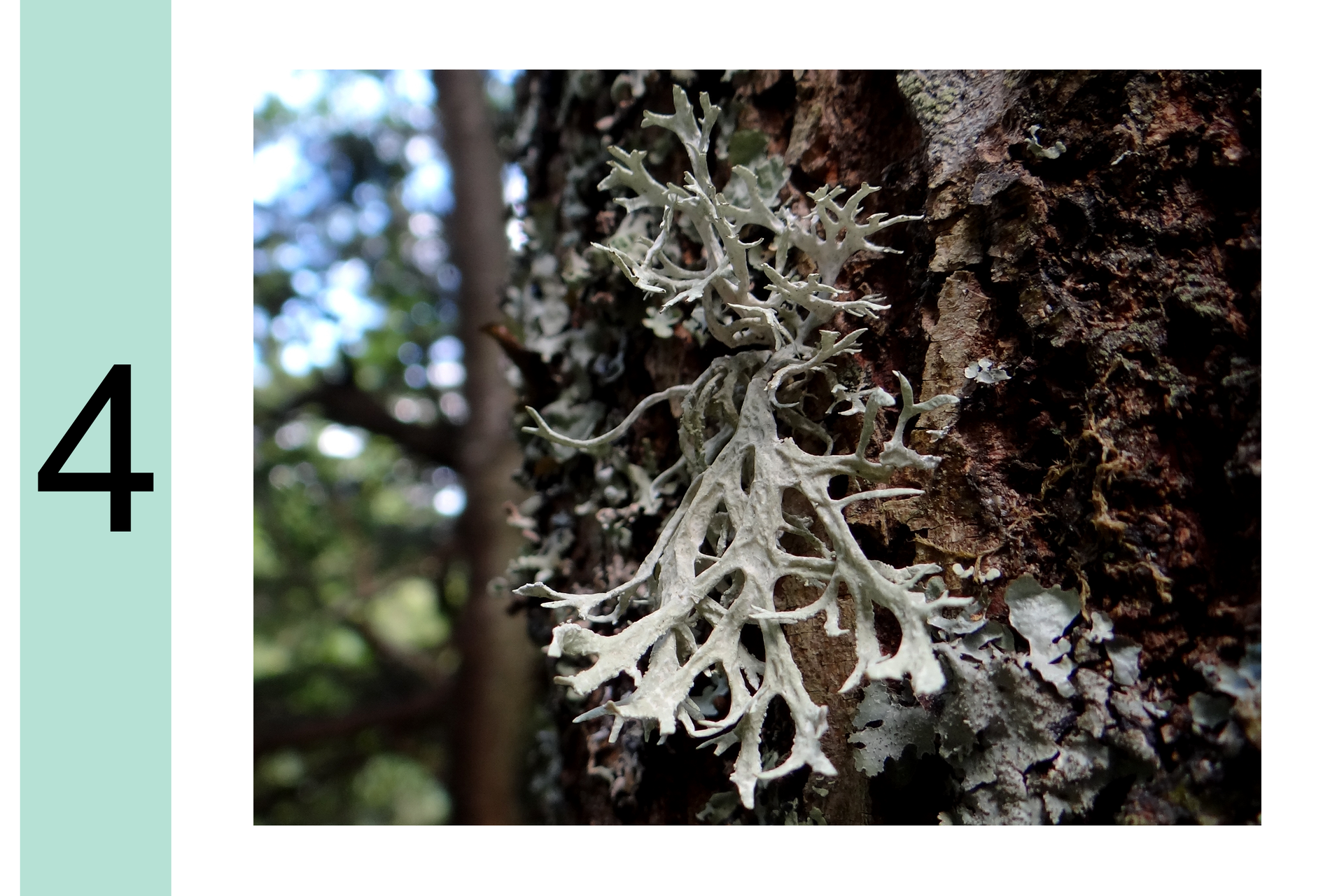 Fotografia przedstawia zbliżenie pnia drzewa z szarym, dużym, rozgałęzionym porostem krzaczkowatym. Obok cyfra 4. Oznacza to, że powietrze jest średnio zanieczyszczone.