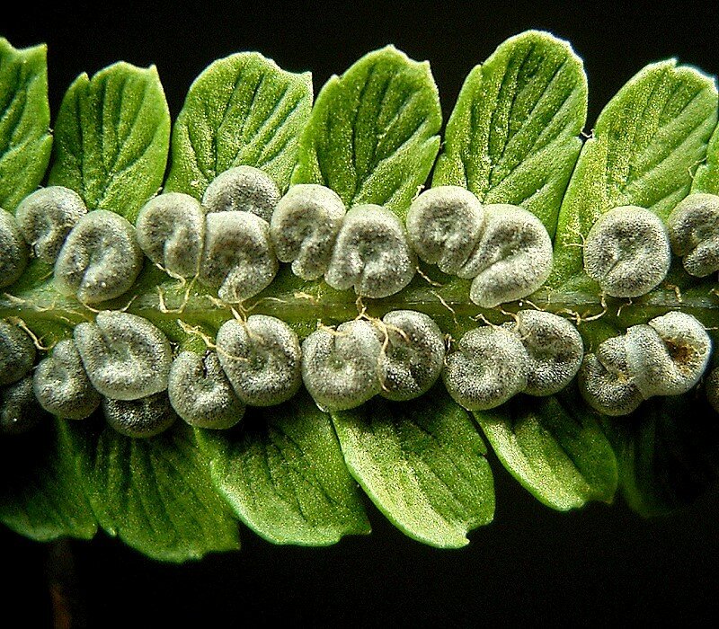 Zdjęcie przedstawia kupki zarodni zebrane na dolnej warstwie zielonego liścia. Posiada liście Odziomkowe, zebrane po kilkanaście w lejkowatą różyczkę. Wygięte łukowato, osadzone na żółtawych ogonkach, krótkich w stosunku do długości blaszki. Na dolnej stronie, w pobliżu nerwu środkowego znajdują się kupki zarodni, a każde z nich przykryte jest zawijką.