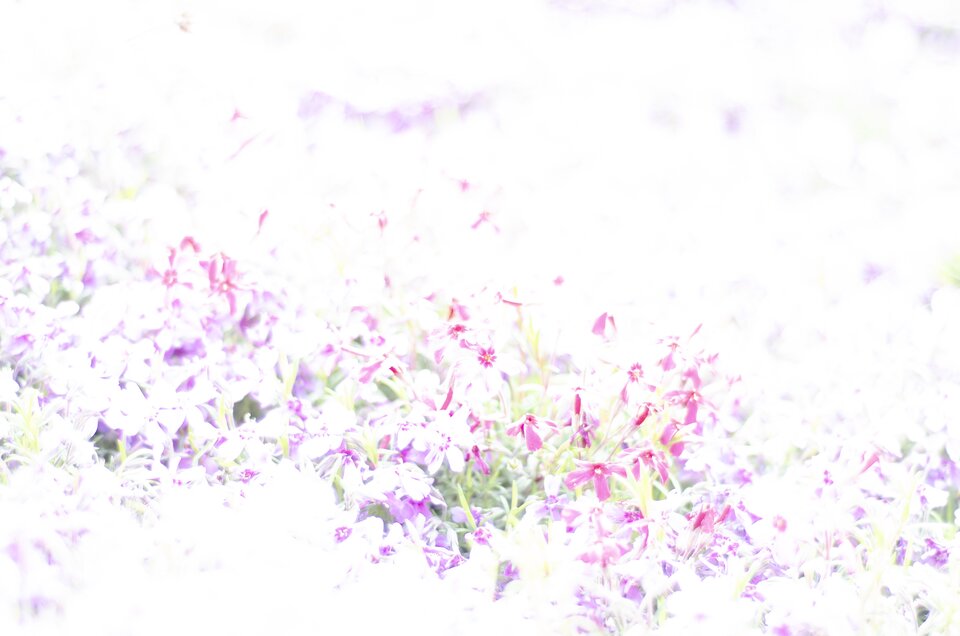 Prześwietlona fotografia przedstawiająca kwiaty. Obraz jest prawie całkowicie biały, brak szczegółów w jasnych partiach. 