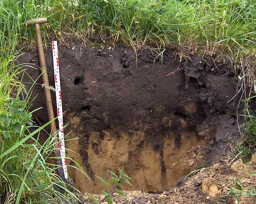 Na zdjęciu znajduje się wykop ukazujący profil glebowy. na powierzchni teren porasta gęsta trawa i rośliny zielne. Pod roślinnością widoczna jest w profilu głęboka czarna warstwa. Pod nią znajduje się warstwa jasnobrązowa. W wykopie stoi łopata i miara.
