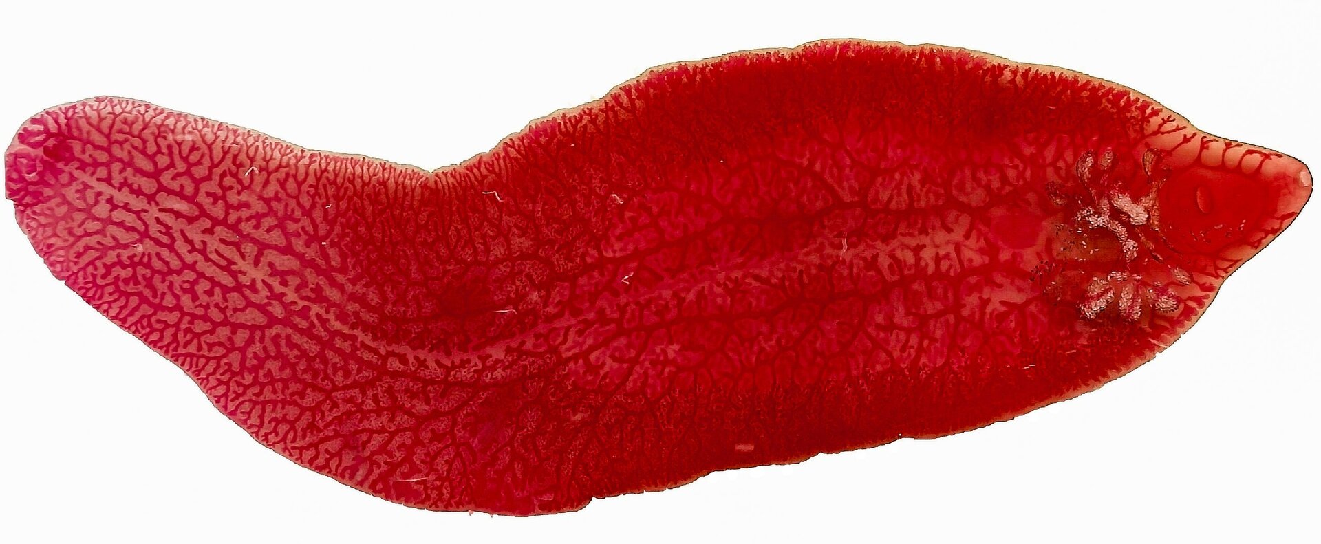 Zdjęcie przedstawia motylicę wątrobową. ma ona walcowaty kształt.