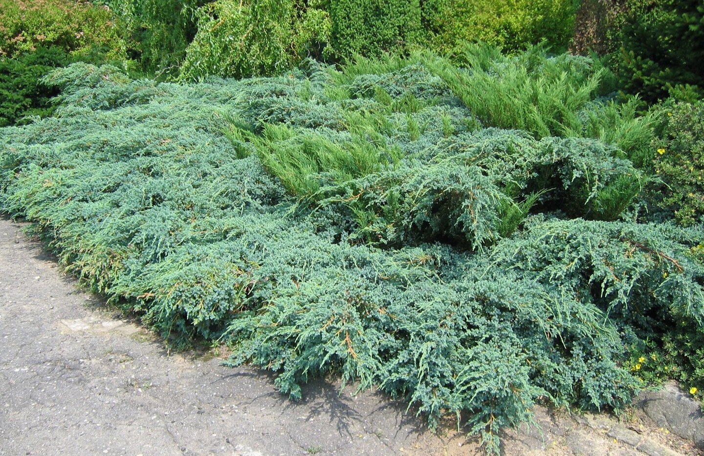 Fotografia przedstawia niebieskozielone kępy jałowca odmiany płożącej w skalnym ogrodzie. Jego pędy rosną poziomo, blisko ziemi.