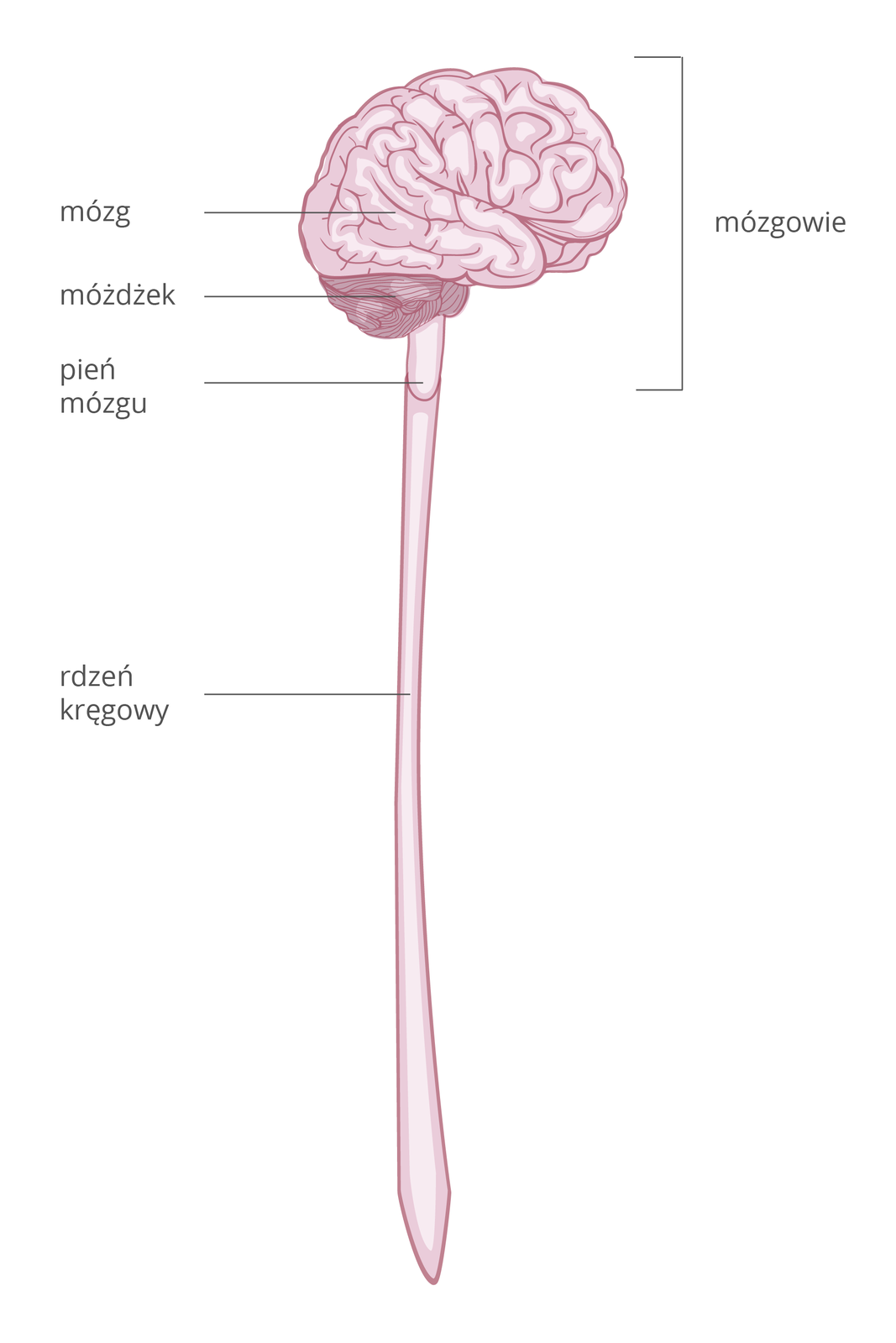 Ilustracja przedstawia pionowo schemat ośrodkowego układu nerwowego w kolorze liliowym. U góry jaśniejszy, pofałdowany mózg i u dołu ciemniejszy móżdżek. Te części to mózgowie. Pod móżdżkiem leży pień mózgu, niżej w dół rdzeń kręgowy.