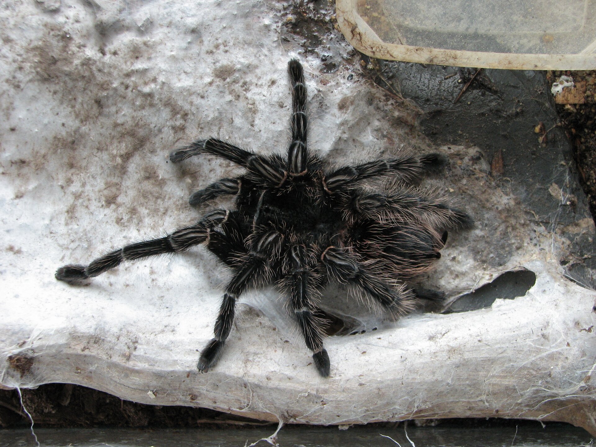 Fotografia pająka ptasznika. Zwierzę jest czarne, pokryte szczecinkami. Porusza się na czterech parach długich odnóży. Przednia część ciałą jest po prawej stronie zdjęcia. Z przodu ciała znajdują się dwie pary odnóży służących do chwytania pokarmu.