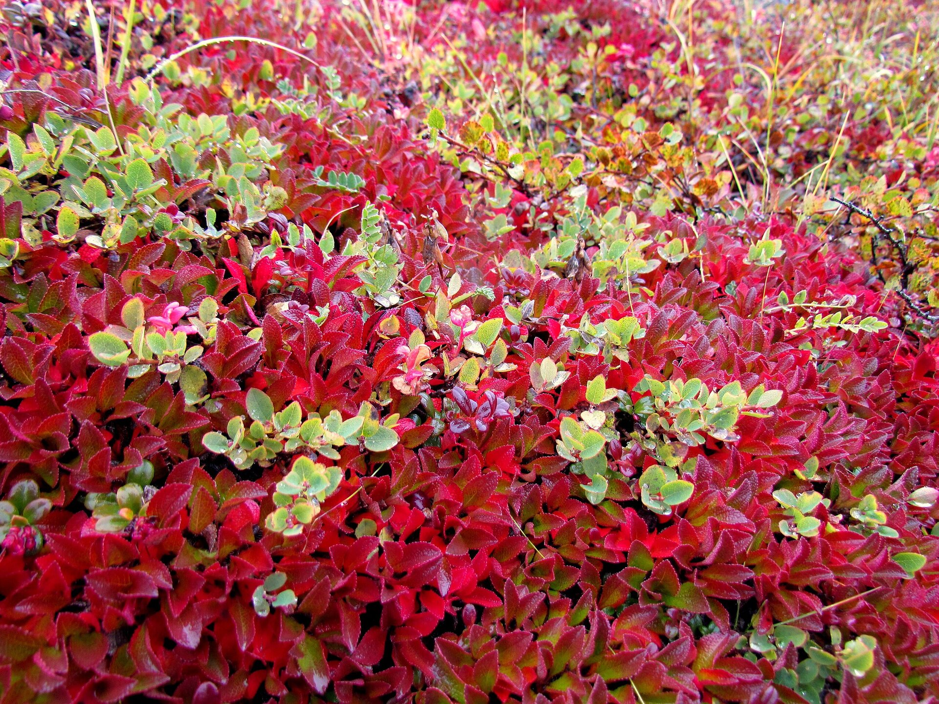 Na zdjęciu gęsto rosnące drobne krzewy z liśćmi o owalnych kształtach. W niektórych miejscach z krzewów wyrasta długa trawa.