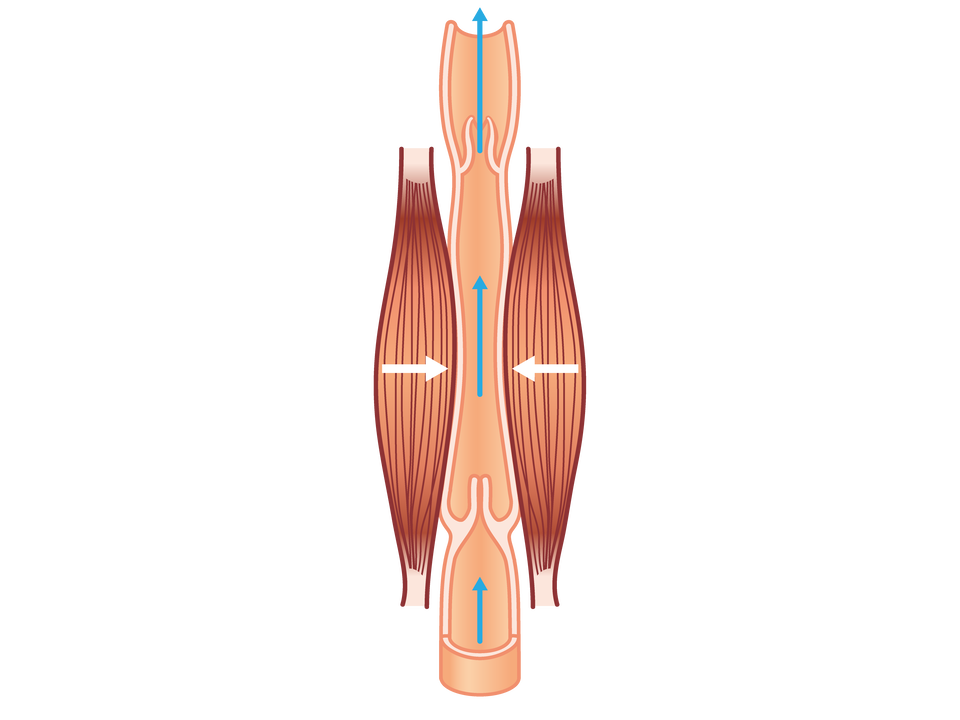 Ilustracja przedstawia pionową strukturę zbudowaną z trzech części. Od dołu do góry biegną niebieskie strzałki. Po bokach pionowej struktury są wrzecionowate elementy zbudowane z podłużnych włókien. Elementy te naciskają na środkową część pionowej struktury, powodując wklęśnięcie jej ścian. 