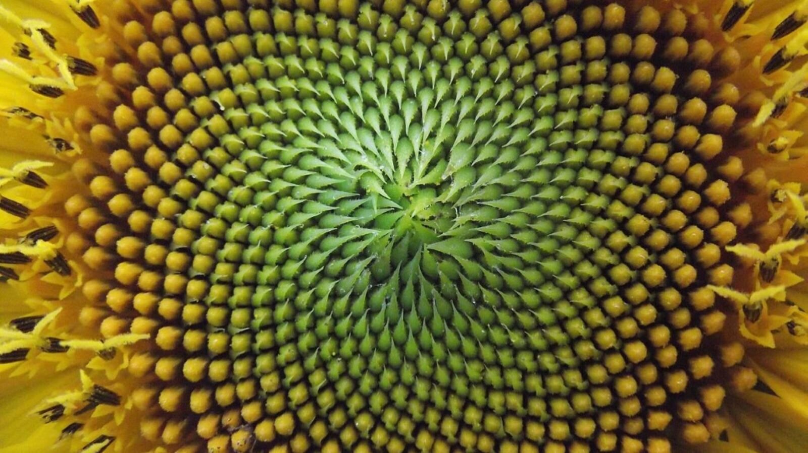 Zdjęcie przedstawia powierzchnię kwiatu słonecznika, na podstawie której można podziwiać wspaniałą harmonię w naturze. Ziarna dopiero dojrzewają, rosną regularnie rozmieszczone, zgodnie ze spiralą, mającą zakończenie w środku okrągłej tarczy, od najmniejszych w środku, do większych, prawie dojrzałych na obrzeżach. 
