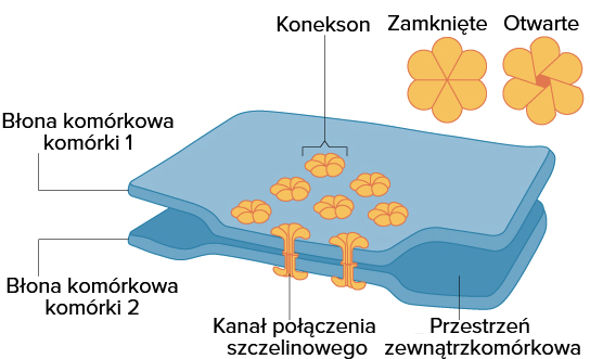 Grafika przedstawia budowę połączenia szczelinowego.  W błonie komórkowej komórki pierwszej i drugiej znajdują się koneksony, posiadające kanały połączenia szczelinowego. Koneksony zbudowane są z 6 białek ułożonych w kształcie kwiatka. W miejscu połączenia przy pomocy koneksonu błony są do siebie zbliżone. Pomiędzy dwoma błonami znajduje się przestrzeń zewnątrzkomórkowa. Zamknięty konekson zasłania światło kanału połączenia szczelinowego, natomiast gdy jest on otwarty kanał nie jest przesłonięty.