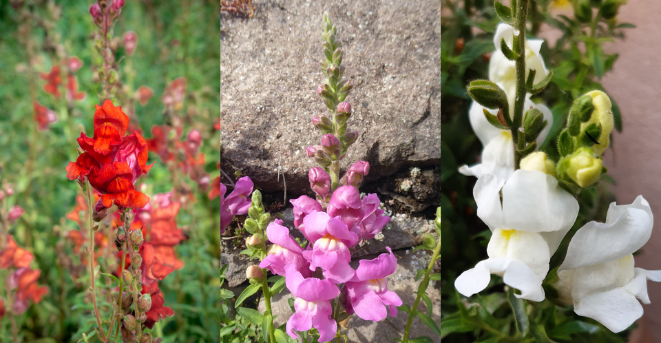 Zdjęcia przedstawiają roślinę o nazwie wyżlin większy. Pierwsze zdjęcie z lewej strony przedstawia roślinę z kwiatami o barwie czerwonej. Roślina ma zieloną łodygę, z której wyrastają okrągłe pąki, u góry znajduje się kwiat z czerwonymi płatkami. W środkowej części kolażu widoczny jest wyżlin o barwie różowej. Składa się z zielonej łodygi, u której podstaw rosną kwiaty o fioletowych płatkach. Powyżej, po bokach łodygi znajdują się pąki, z których będą wyrastają kwiaty. Ostatni obrazek od prawej przedstawia odmianę rośliny o białych kwiatach. Na dole pionowej łodygi znajdują się białe kwiaty, powyżej widoczne są pąki. Czerwona barwa kwiatów występuje u homozygoty dominującej (AA), barwa biała u homozygoty recesywnej (aa), a forma pośrednia – czyli barwa różowa – to efekt obecności obu genów i dominacji częściowej (Aa).