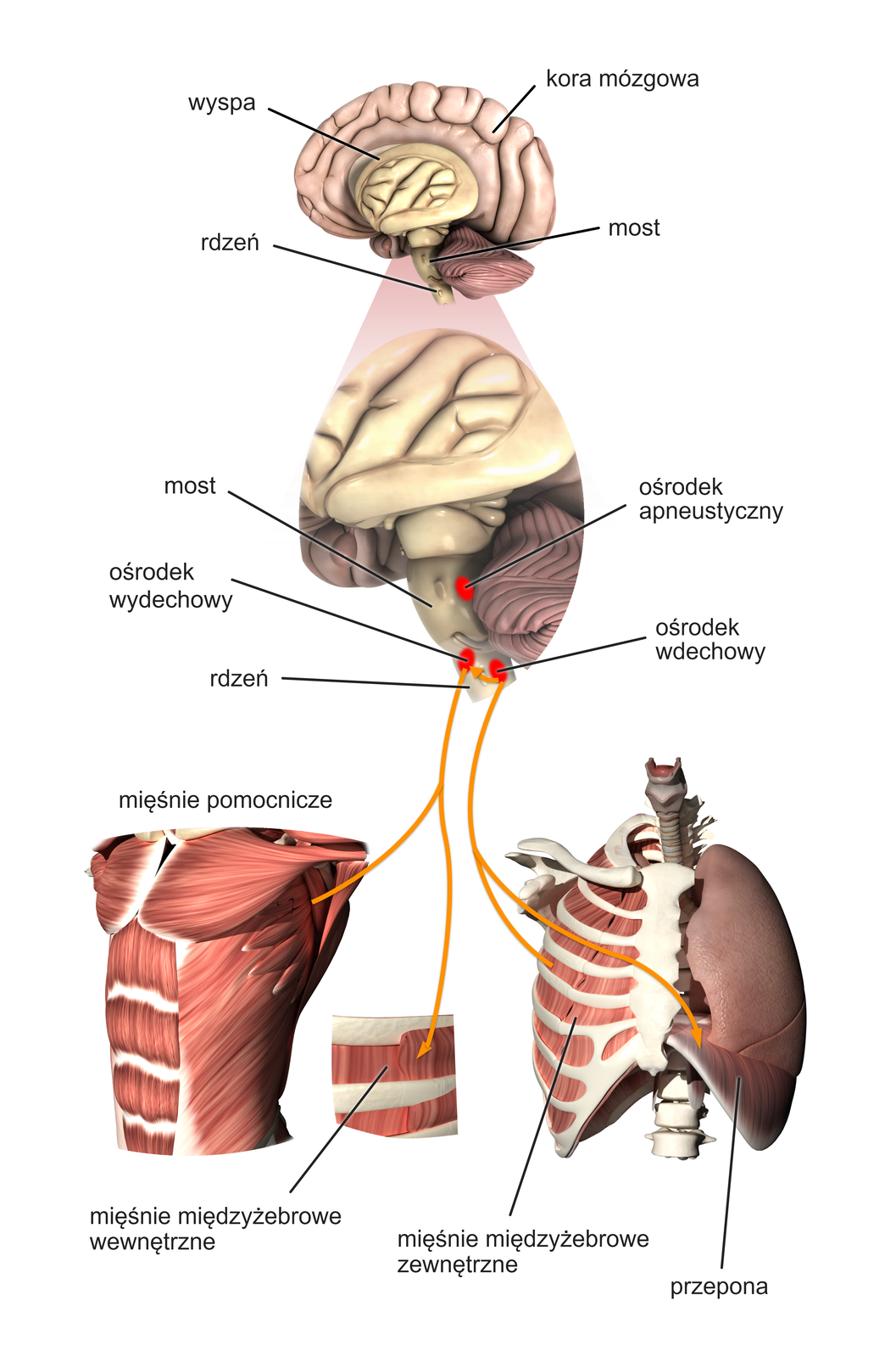 Ilustracja przedstawia nerwową kontrolę oddychania. Ukazany jest mózg, w centrum którego znajduje się wyspa, most i rdzeń, które okryte są korą mózgową. Ukazane jest powiększenie części mózgu z mostem, a tam wskazane są trzy ośrodki: ośrodek apneustyczny, ośrodek wydechowy i ośrodek wdechowy. Od ośrodka wydechowego prowadzą strzałki do anatomicznej sylwetki klatki piersiowej człowieka, gdzie zaznaczone są mięśnie międzyżebrowe wewnętrzne. Od ośrodka wdechowego prowadzą strzałki do anatomicznej sylwetki klatki piersiowej człowieka z widocznymi żebrami i płucami, gdzie zaznaczone są mięśnie międzyżebrowe zewnętrzne oraz przepona znajdująca się pod lewym płatem płuca.