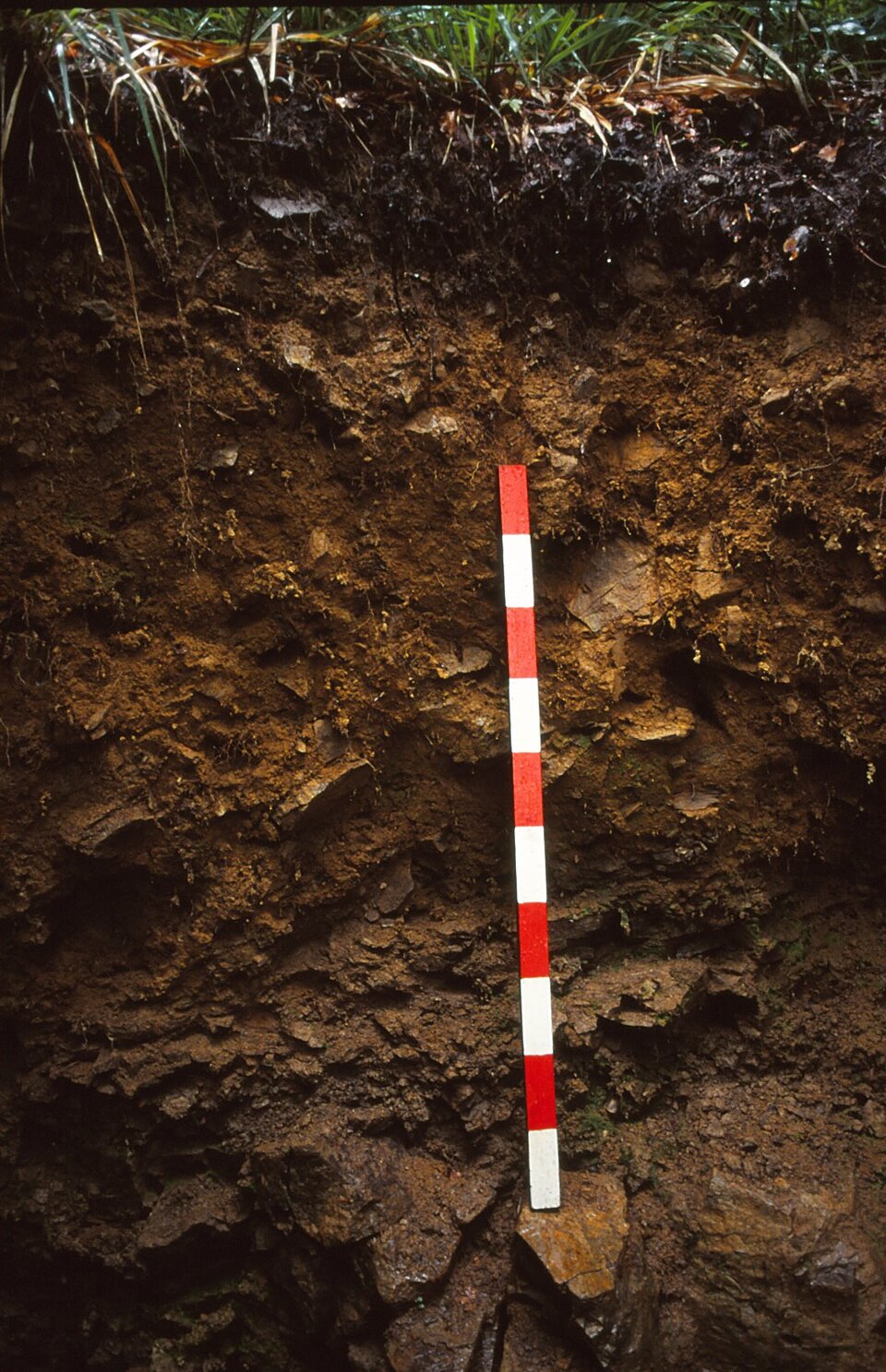 Zdjęcie przedstawia profil gleby. Odsłonięta gleba bliżej powierzchni ma kolor pomarańczowobrązowy, poniżej tej warstwy jasnobrązowy. W glebie znajdują się liczne fragmenty skał. 