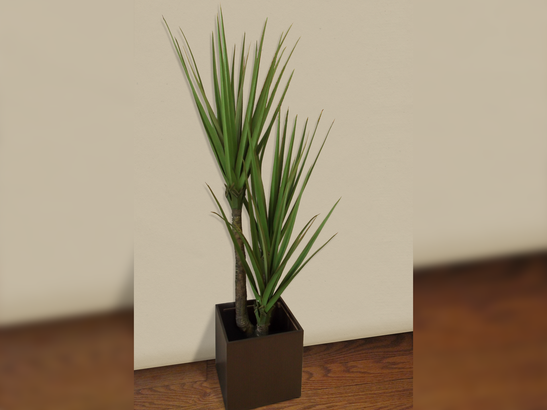 Fotografia prezentuje dracenę z długimi lancetowatymi liśćmi. Dracena stoi na drewnianej podłodze na tle białej ściany.