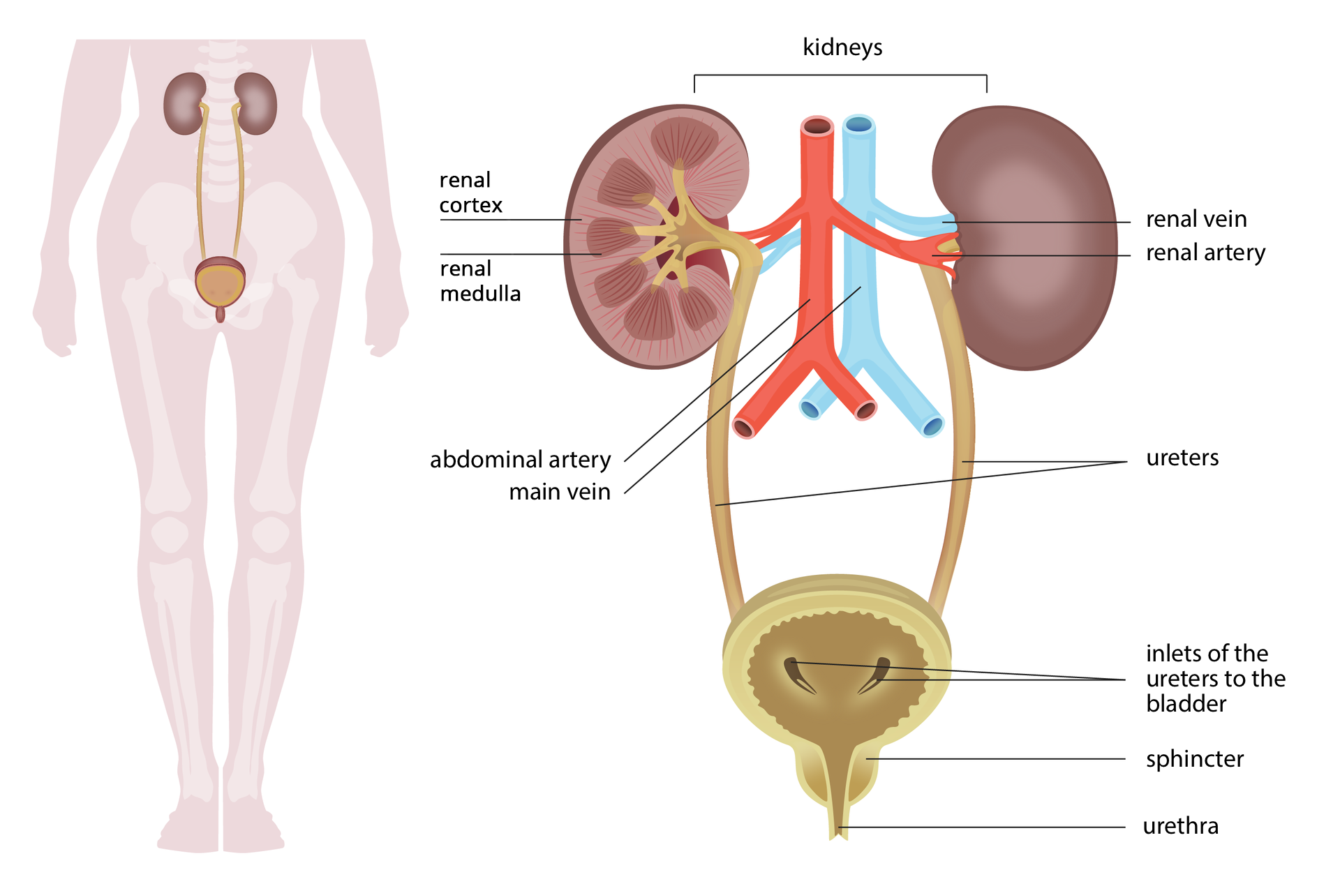 Ilustracja z lewej na sylwetce człowieka przedstawia umiejscowienie narządów układu moczowego. Z prawej przedstawiono budowę narządów. U góry dwie fioletowe nerki, jedna w przekroju. Między nimi niebieska żyła główna i żyła nerkowa oraz czerwona tętnica brzuszna i tętnica nerkowa. Na przekroju nerki podpisano jaśniejszą korę i ciemniejszy, prążkowany rdzeń. Od nerki w dół beżowe rurki –moczowody, wpadające do okrągłego pęcherza moczowego w przekroju pionowym. Wskazano zgrubienie u dołu pęcherza – zwieracz i cewkę moczową. Podpisy: kidneys, bark na renal cortex, core na renal medulla, abdominal artery, main vein, renal vein, renal artery, ureters, inlets of the ureters to the bladder, sphincter, urethra