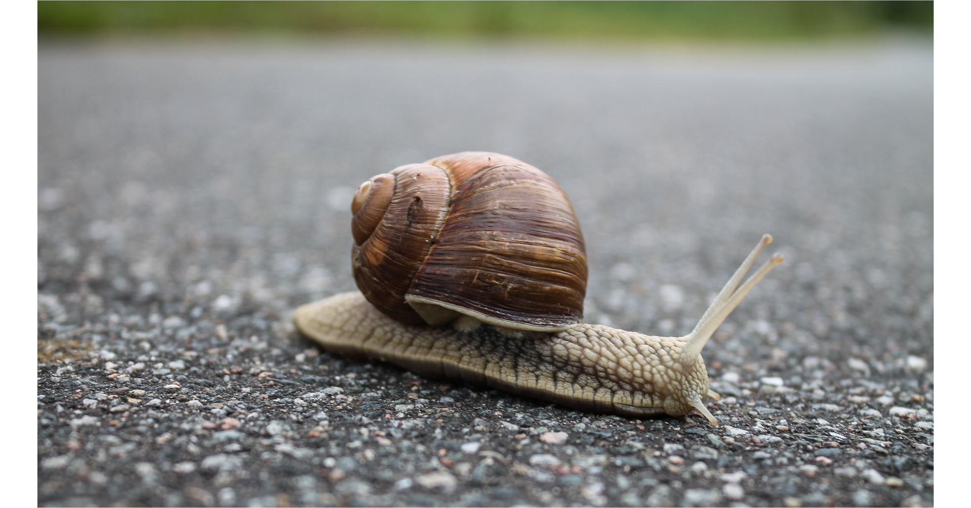 Zdjęcie przedstawia zbliżenie na ślimaka, który znajduje się na drodze asfaltowej.