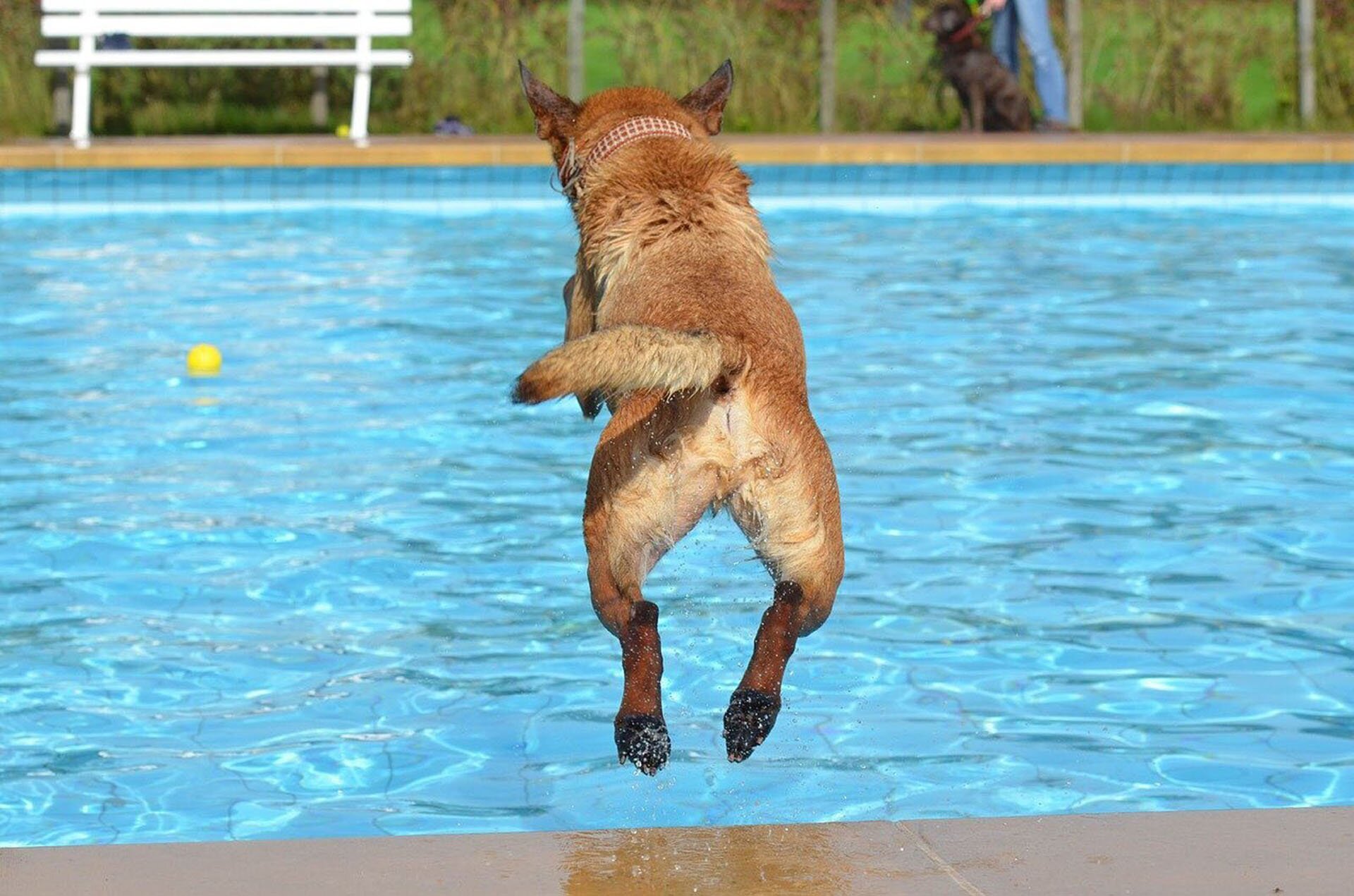 Rys. a. Zdjęcie przedstawia taflę wody w basenie i unoszącą się na jej powierzchni żółtą piłkę. Znad brzegu basenu w wyskoku pokazany jest pies uchwycony w ruchu w momencie skoku do wody. Cała sytuacja pokazana jest z pozycji obserwatora: na pierwszym planie sylwetka psa od tyłu nad basenem, na drugim planie  (na drugim brzegu basenu) biała ławka i człowiek trzymający za obrożę innego psa.