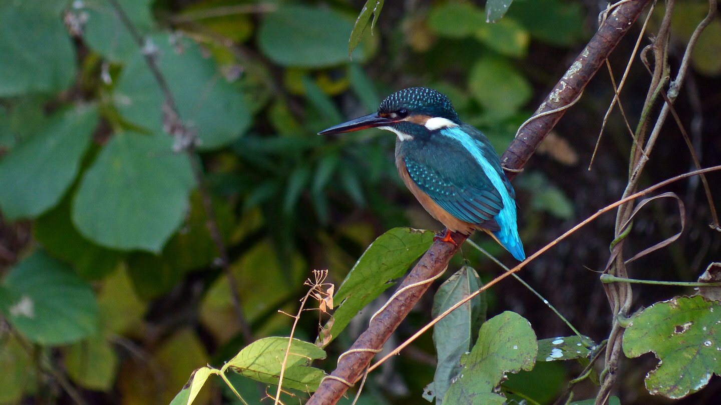 Fotografia prezentuje ptaka zimorodka siedzącego na gałęzi pośród zarośli. Niewielki ptak z nieproporcjonalnie dużą głową, długim dziobem i krótkim ogonem. Głowa i dziób są niemal długości tułowia. Z wierzchu niebieski (grzbiet jasnoniebieski), skrzydła z zielonkawym odcieniem, od spodu pomarańczowy z białym gardłem. Policzek pomarańczowy, biała plama z boku szyi.