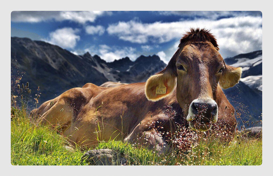 Ilustracja przedstawia leżącą na łące krowę z przebitym i ometkowanym uchem