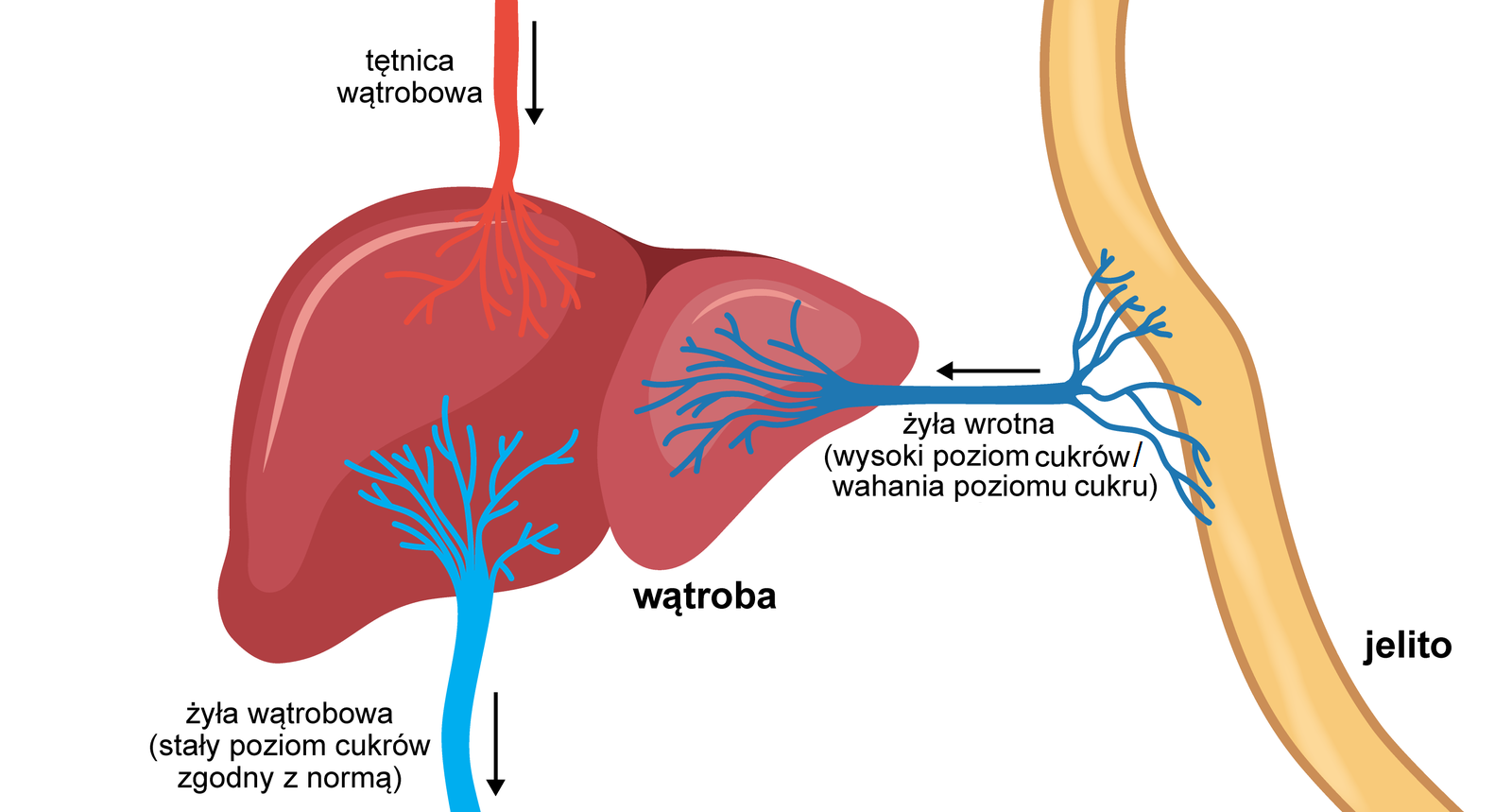 Rysunek przedstawia połączenie dwóch narządów wewnętrznych człowieka. Wątroby i jelit. Opisano na nim kierunek przepływu krwi. Krew płynie żyłą wrotną do wątroby, ale odprowadzana jest z jelit, a więc w związku z kierunkiem przepływu krwi będzie to naczynie nazywane żyłą. Żyłą wrotną płyną substancje odżywcze wchłonięte w jelitach, które zostaną przekształcone w komórkach wątroby. Żyła wątrobowa odprowadza krew z wątroby, która dostaje się dwoma naczyniami: tętnicą wątrobową i żyłą wątrobową. Analogicznie do żyły wrotnej, w tym przypadku żyła wątrobowa odprowadza krew z narządu, którym jest wątroba. Tętnica wątrobowa ma za zadanie dostarczanie natlenowanej krwi do wątroby. Jelito ma kształt wąskiej rurki. Wątroba składa się z dwóch połączonych ze sobą części nazywanych płatami wątrobowymi. Żyła wrotna, tętnica wątrobowa i żyła wątrobowa mają rozgałęziający się dendrycznie kształt. 