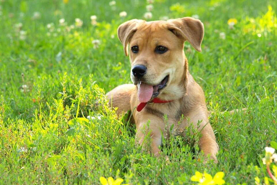 Fotografia przedstawia psa leżącego na trawie. Pies ma sierść koloru jasnobrązowego, lekko zwisające uszy i pomarszczone czoło. Pysk otwarty z językiem. Na szyi czerwona obroża. 