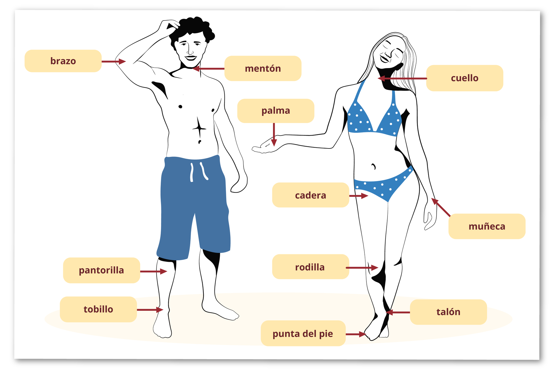 Na grafice znajduje się postać kobiety i mężczyzny. Przy obu postaciach znajdują się strzałki z nazwami części ciała. U mężczyzny oznaczono następujące części ciała: zgięcie łokciowe - brazo, podbródek - mentón, łydka - pantorilla, kostka - tobillo. U kobiety oznaczono następujące części ciała: szyja - cuello, dłoń - palma, biodro - cadera, kolano - rodilla, palce u stóp - punta del pie, pięta - talón, nadgarstek – muñeca.