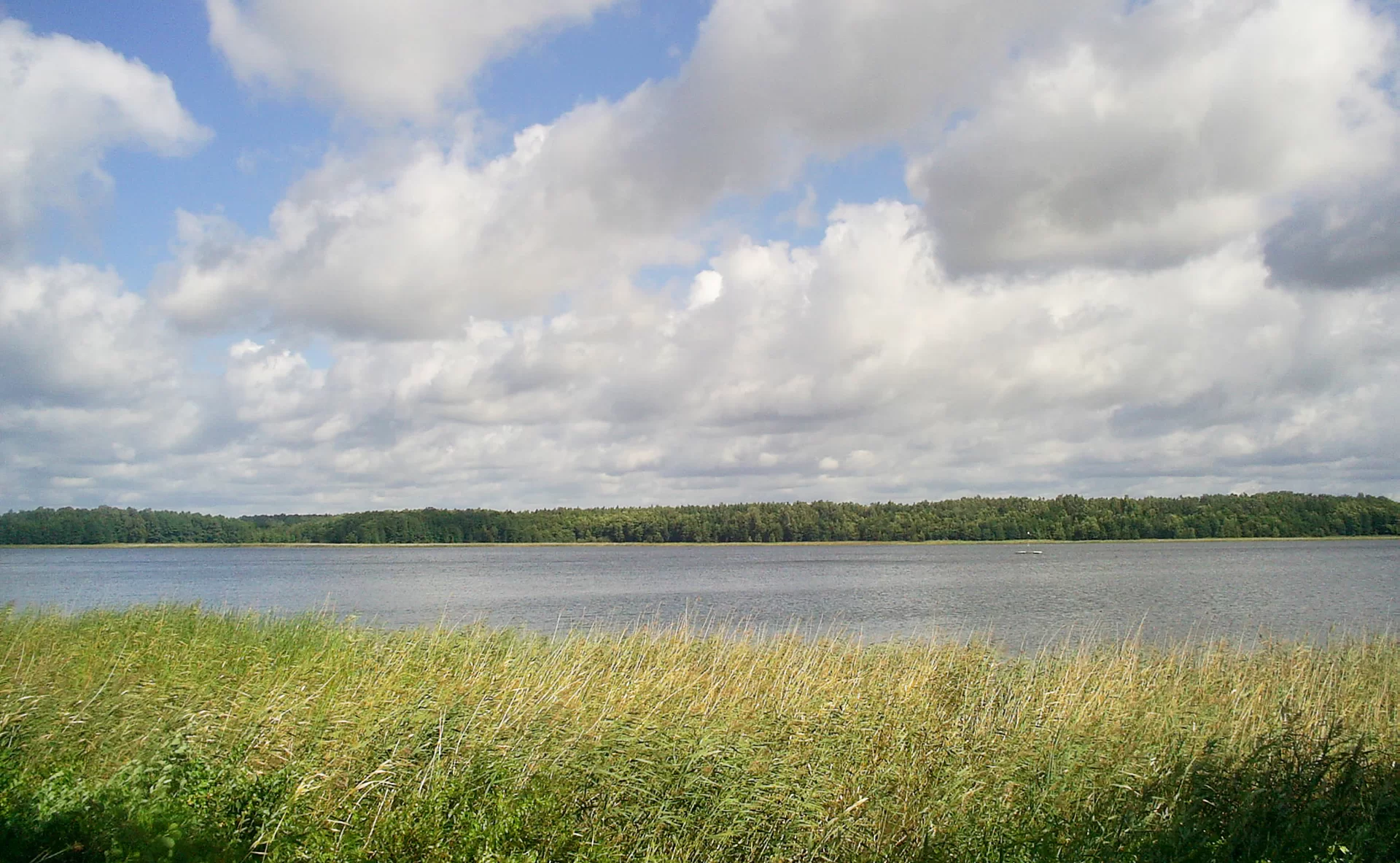 Zdjęcie prezentuje porośnięty wysoką trzciną i trawami brzeg jeziora. Na drugim brzegu znajduje się las. Nad lasem znajduje się zachmurzone niebo.