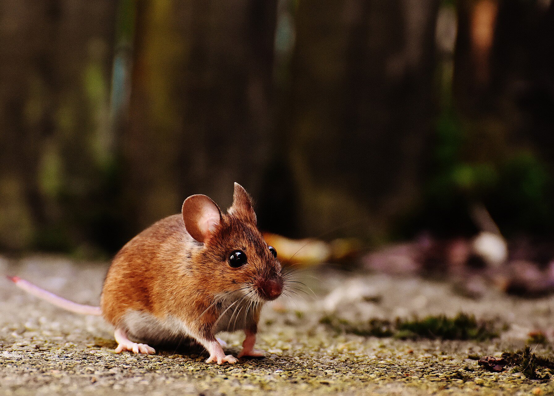 Na zdjęciu mała, ciemnopomarańczowa mysz. Ma małe, czarne oczy, długi różowy ogon.