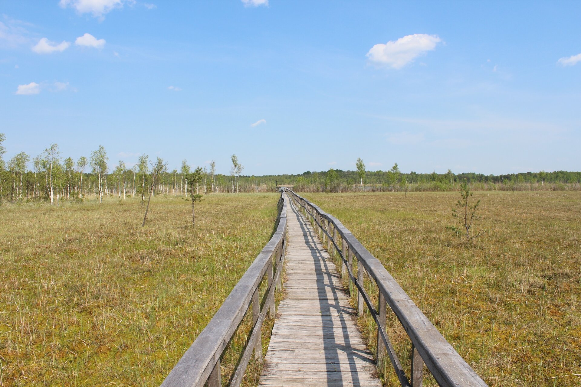 Zdjęcie przedstawia długi, wąski drewniany pomost. Po lewej i prawej stronie pomostu rośnie niska trawa. 