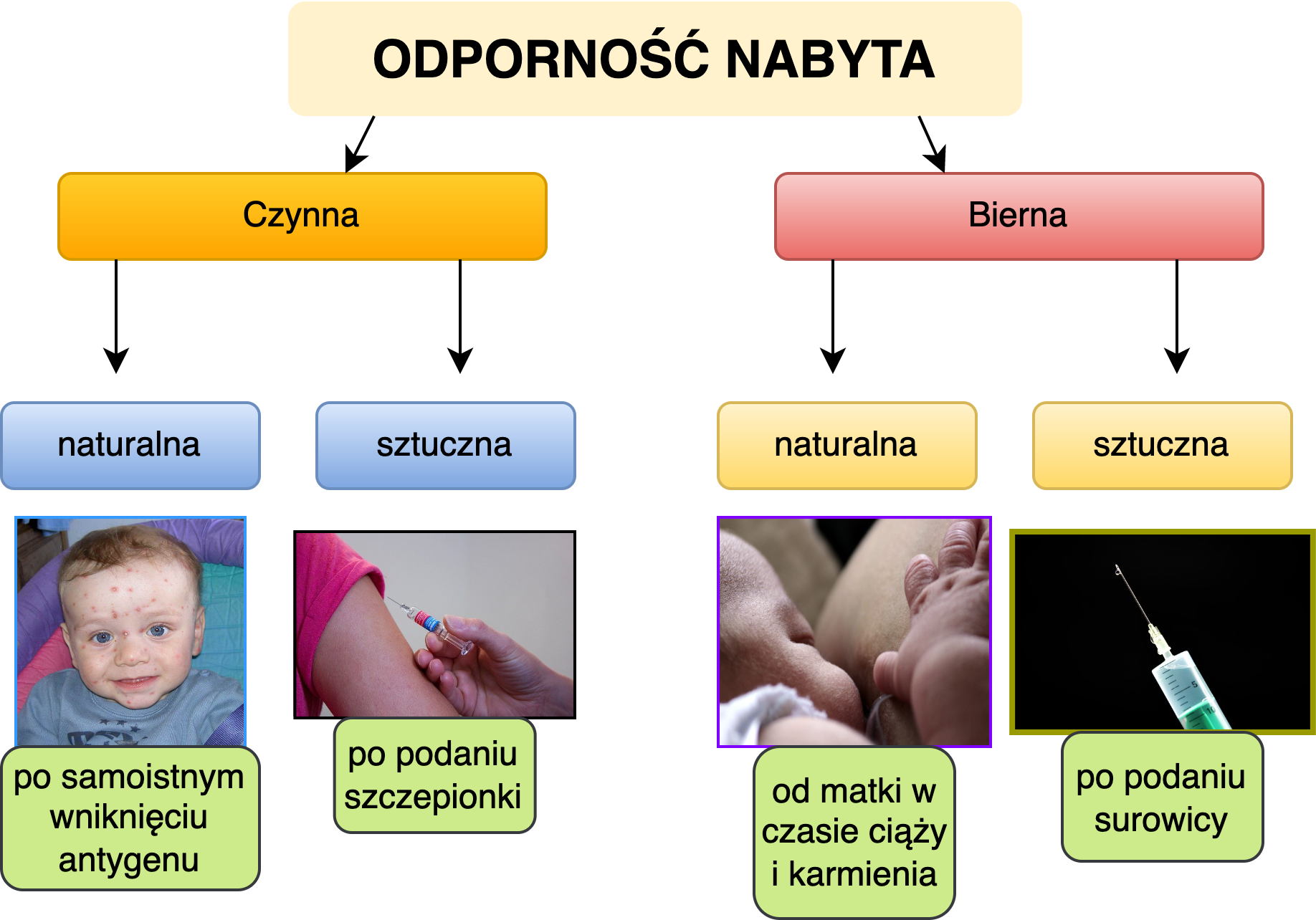 Schemat przedstawia rodzaje odporności nabytej. W górnej części ilustracji znajduje się kafelka z napisem “odporność nabyta”. Od niej odchodzą dwie strzałki: w lewo wskazująca na kafelkę z napisem "czynna", w prawo - na kafelkę z napisem "bierna". Od czynnej odchodzą dwie strzałki. Jedna z nich wskazuje na kafelkę z napisem "naturalna", a pod nią znajduje się zdjęcie przedstawiające twarz dziecka z czerwoną wysypką i podpis "po samoistnym wniknięciu antygenu" oraz druga strzałka wskazująca na kafelkę z napisem "sztuczna", pod nią znajduje się zdjęcie przedstawiające moment wstrzykiwania szczepionki w ramię i podpis "po podaniu szczepionki". Po prawej stronie, od kafelki z napisem "bierna" również odchodzą dwie strzałki. Jedna do kafelki z napisem "naturalna", pod nią zdjęcie przedstawiające niemowlę ssące pierś matki i podpis "od matki w czasie ciąży i karmienia". Druga strzałka wskazuje na kafelkę z podpisem "sztuczna". Pod nią znajduje się zdjęcie przedstawiające igłę strzykawki i podpis "po podaniu surowicy".