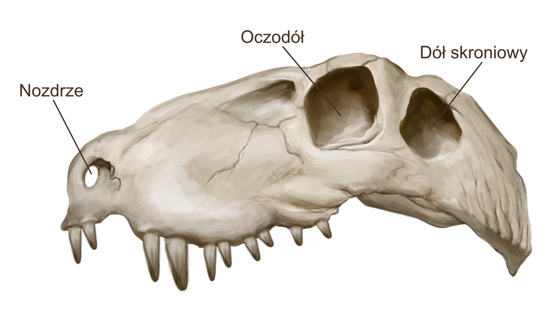 Zdjęcie przedstawia czaszkę synapsydów. Ma jajowaty, wydłużony kształt. Na spodniej stronie widoczne są zęby. Na kości czaszki widoczne są nozdrze, oczodół i dół skroniowy.