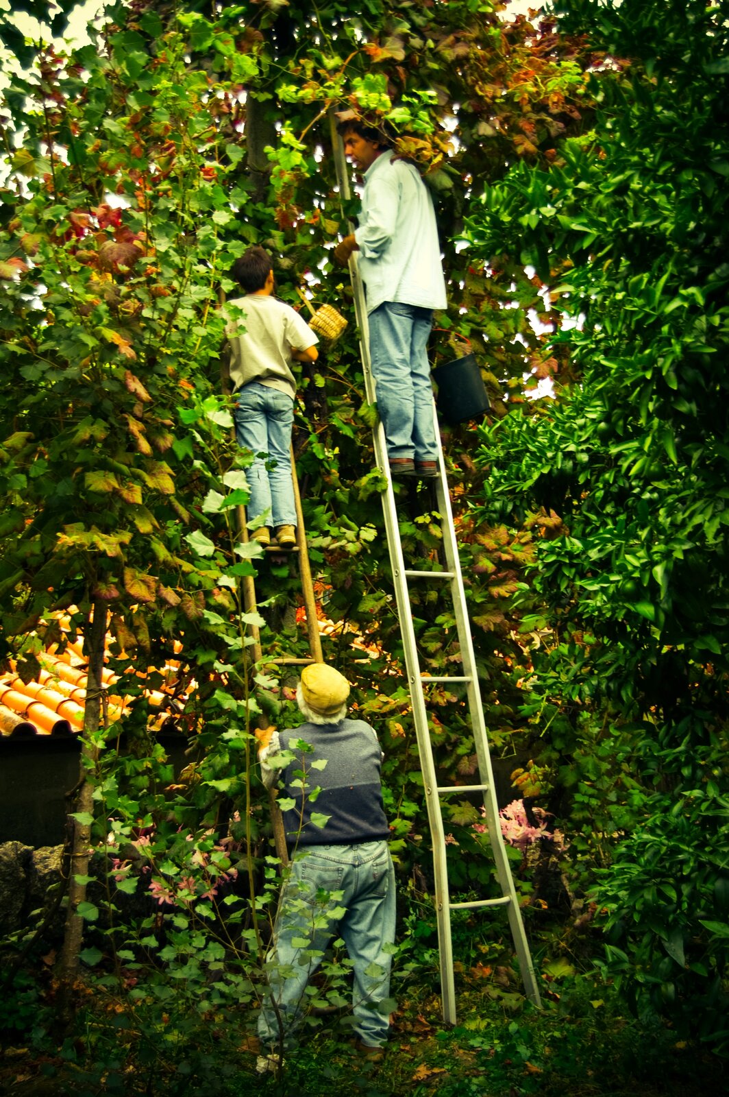 Winobranie z wysoko zawieszonych winorośli Alvarinho