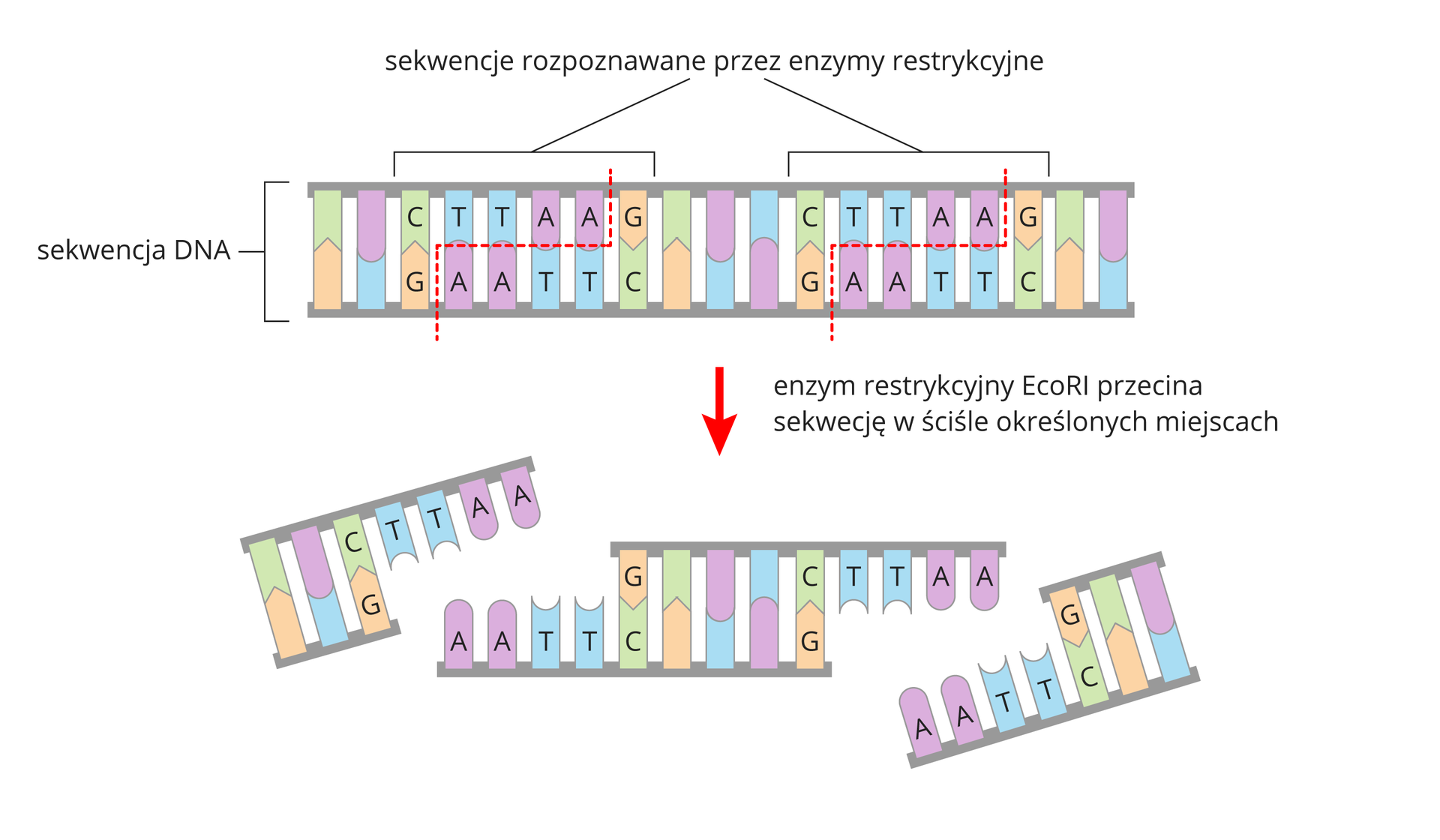 Ilustracja przestawia zasadę działania enzymów restrykcyjnych. U góry grafiki widoczny jest przykładowy DNA o sekwencji: CTTAAG na górnej nici. Dolna nić jest komplementarna, czyli jej sekwencja to: GAATTC. Czerwoną przerywaną kreską jest zaznaczone ściśle określone miejsce cięcia, które rozpoznaje enzym restrykcyjny EcoRI. Enzym tnie nić DNA między G i A dolnej nici. Cięcie kończy się pomiędzy G i A na górnej nici. W konsekwencji powstają osobne fragmenty DNA o wolnych nukleotydach TTAA na górnej nici oraz AATT na dolnej.