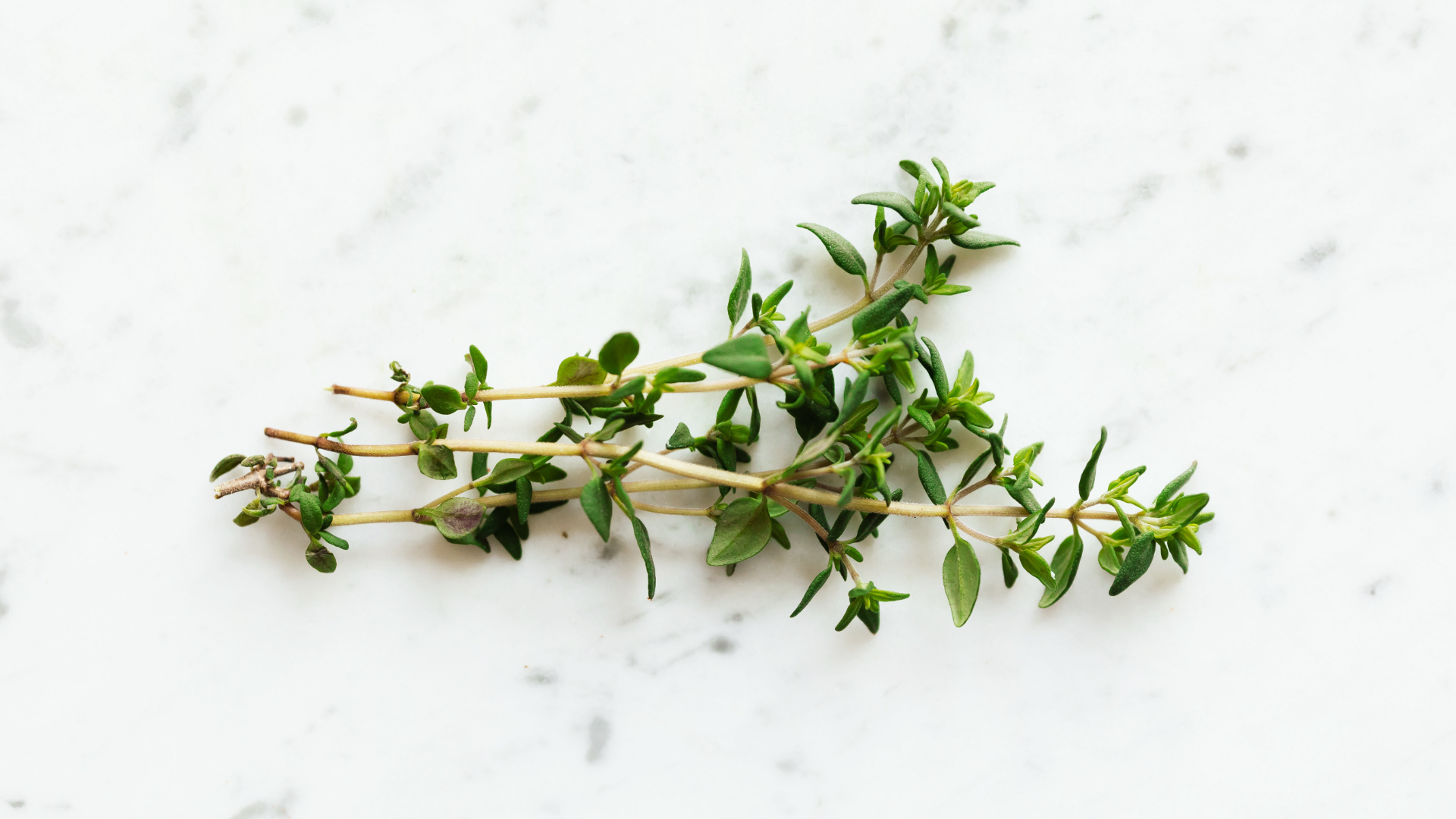 Zdjęcie przedstawia gałązki świeżego tymianku.