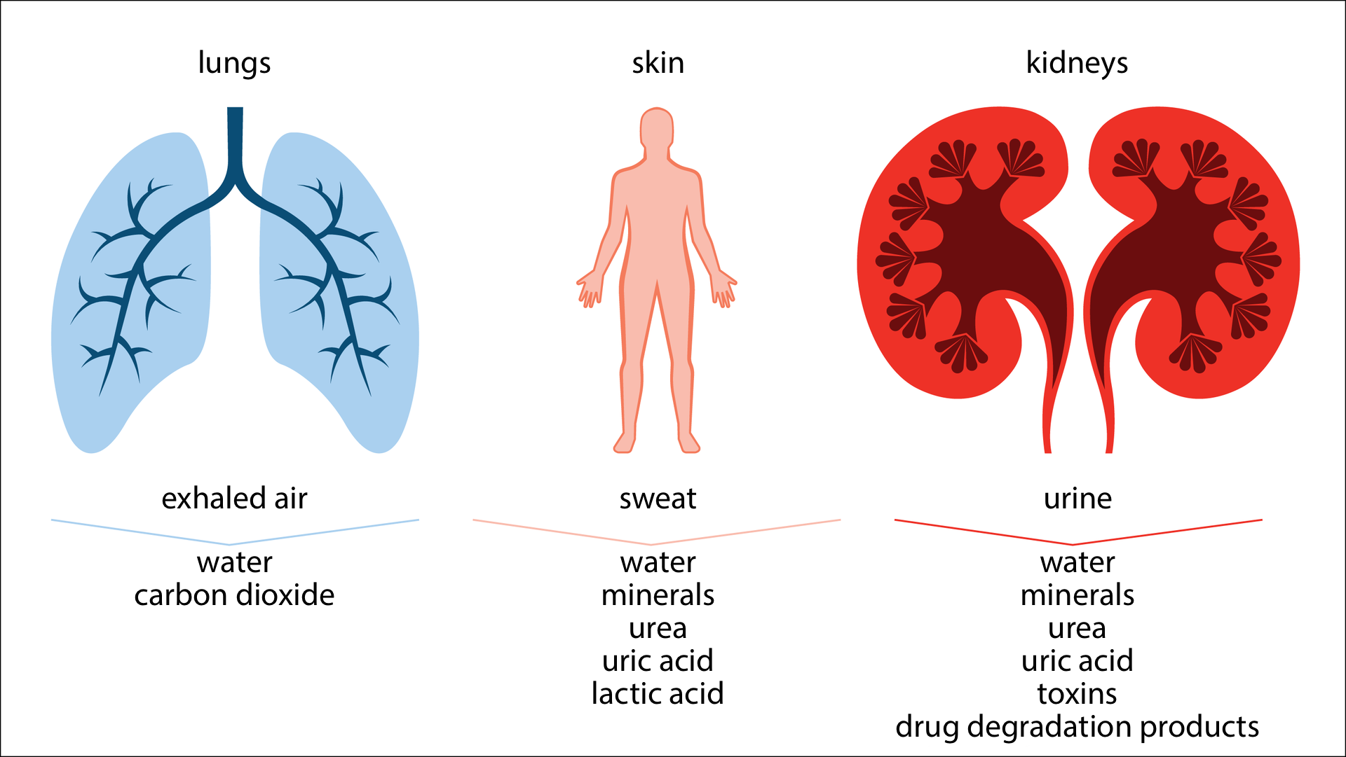 Ilustracja przedstawia schematycznie trzy narządy, służce do usuwania produktów przemiany materii. Z lewej niebiesko - granatowe płuca, lungs. Podpis: exhaled air, water carbon dioxide. Środkowy rysunek przedstawia sylwetkę człowieka z oznaczoną skórą, skin. Podpis: sweat, water, minerals, urea, uric acid, lactic acid. Z prawej jaskrawo pomarańczowo – brązowe nerki, kidneys. Podpis: urine, water, minerals, urea, uric acid, toxins, drug degradation products