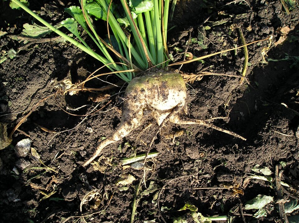 Zdjęcie przedstawia wykopany z ziemi selerowaty korzeń buraka ćwikłowego. Burak ma jasną bulwę z kilkoma rozgałęzieniami w dolnej części bulwy.    