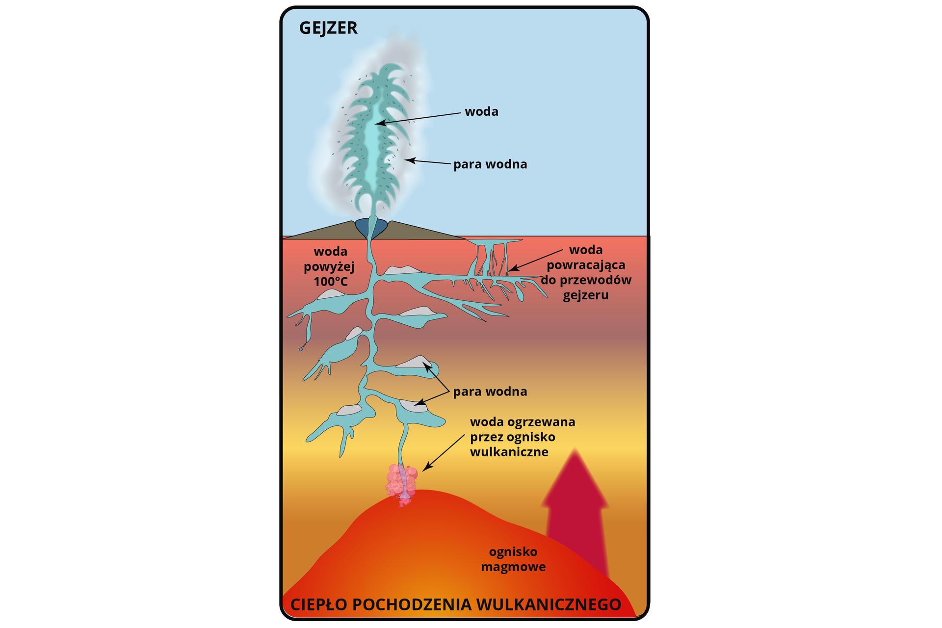 Ilustracja przedstawia powstawanie gejzeru. Na dole schematu zaznaczono ciepło pochodzenia wulkanicznego - ognisko magmowe. To tam przez ognisko wulkaniczne ogrzewana jest woda. Woda przedostaje się ku powierzchni siecią kanałów przypominających korzeń. W kanałach tworzy się para wodna. W pobliżu powierzchni woda ma temperaturę 100 stopni Celsjusza. Przez główny kanał wydostaje się na powierzchnię w postaci słupa gorącej wody i pary wodnej. Woda wraca pod powierzchnię ziemi do przewodów gejzeru, które są na ilustracji po prawej stronie u podnóża stożka gejzeru.  
