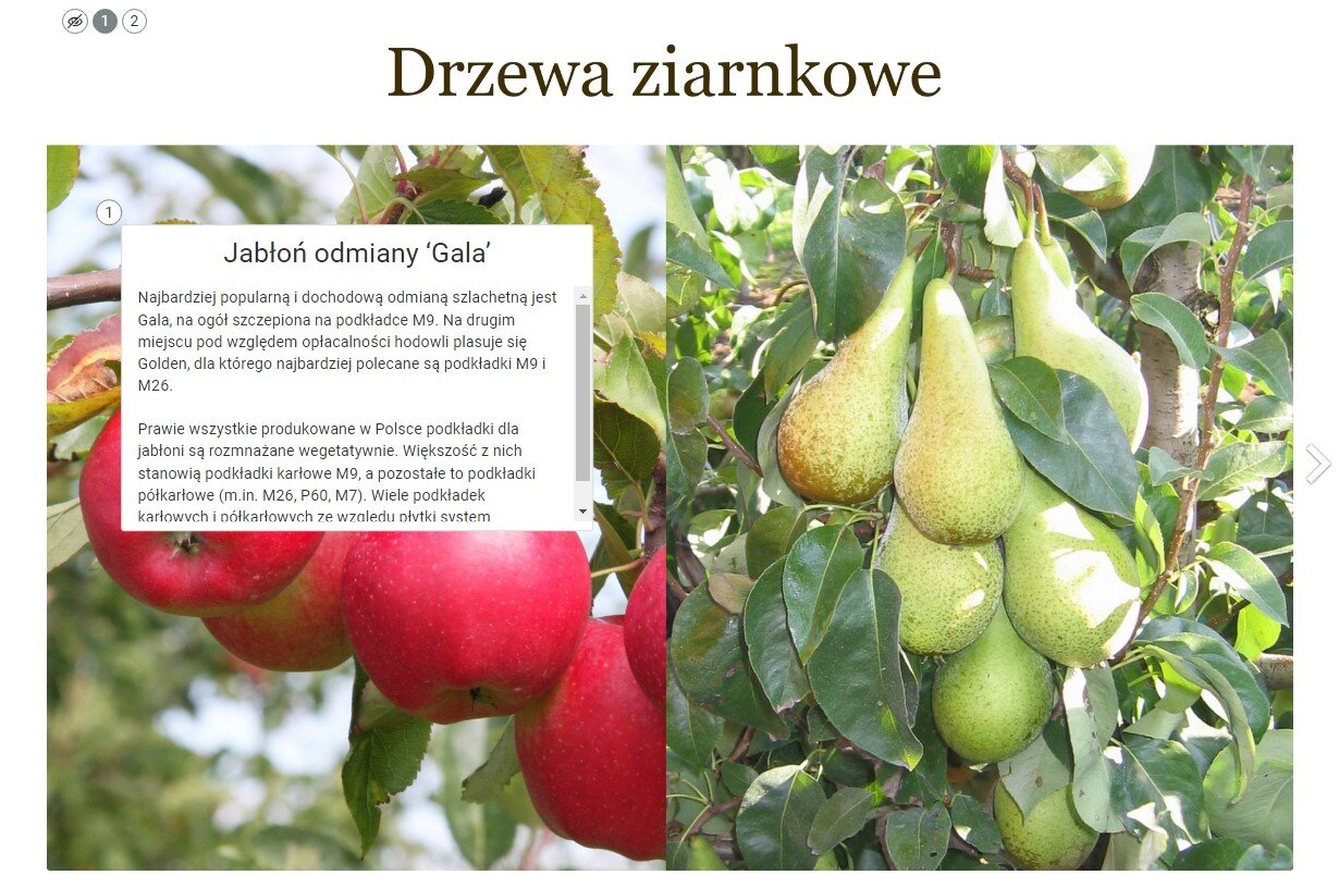 Grafika przedstawia widok ogólny planszy interaktywnej. Na górze widoczny jest napis: Drzewa ziarnkowe. Na planszy znajdują się jabłka i gruszki oraz dwa punkty interaktywne. Został wybrany punkt pierwszy. 