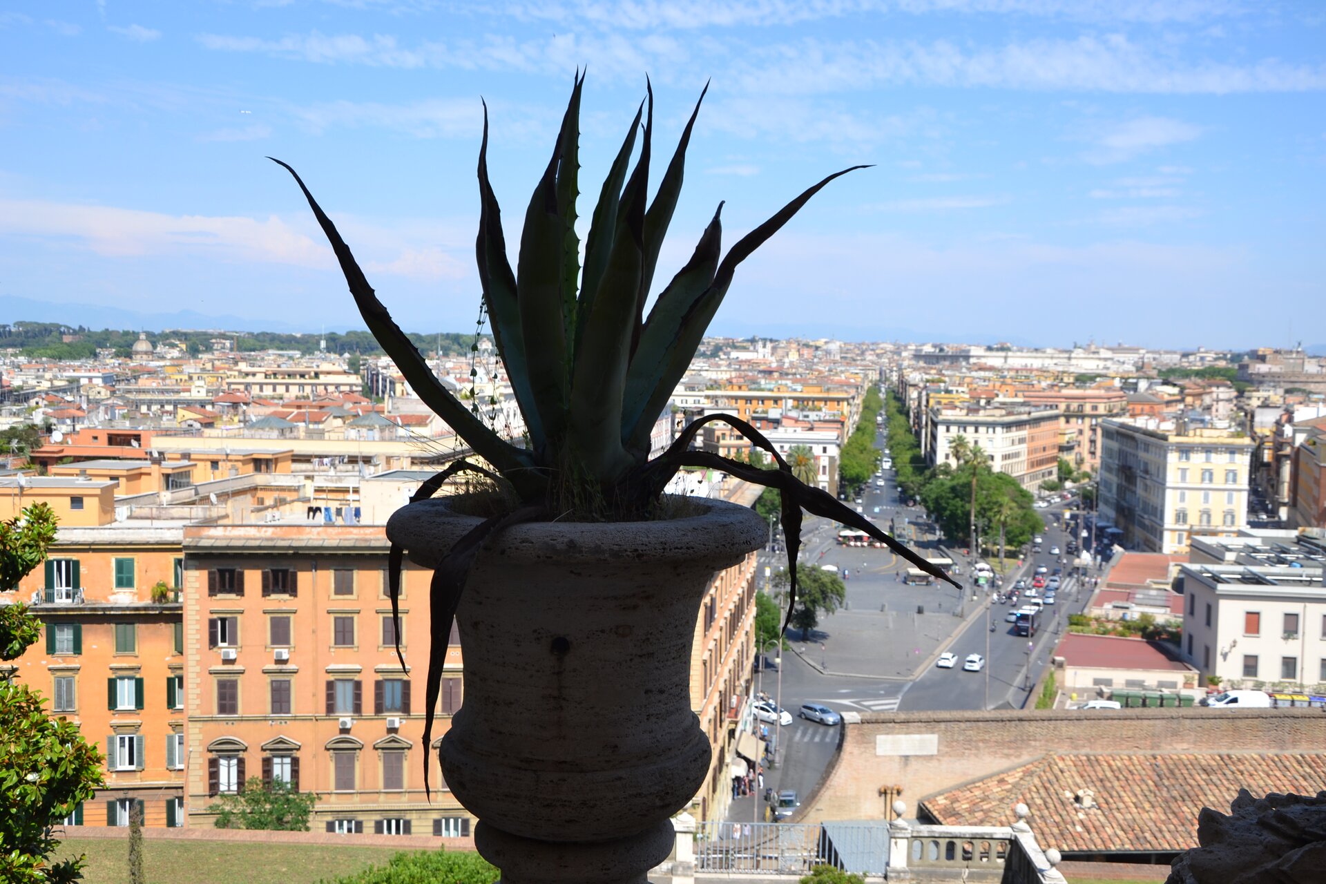 Na ilustracji znajduje się widok na Rzym. W oddali widać ulice z gęstą zabudową miejską, rozświetlone słońcem. Na pierwszym planie, w centrum, znajduje się kaktus. Roślina wraz z cementową donicą zajmuje całą wysokość kadru, stanowi wyraźną dominację nad całością i jest bardzo ciemna.