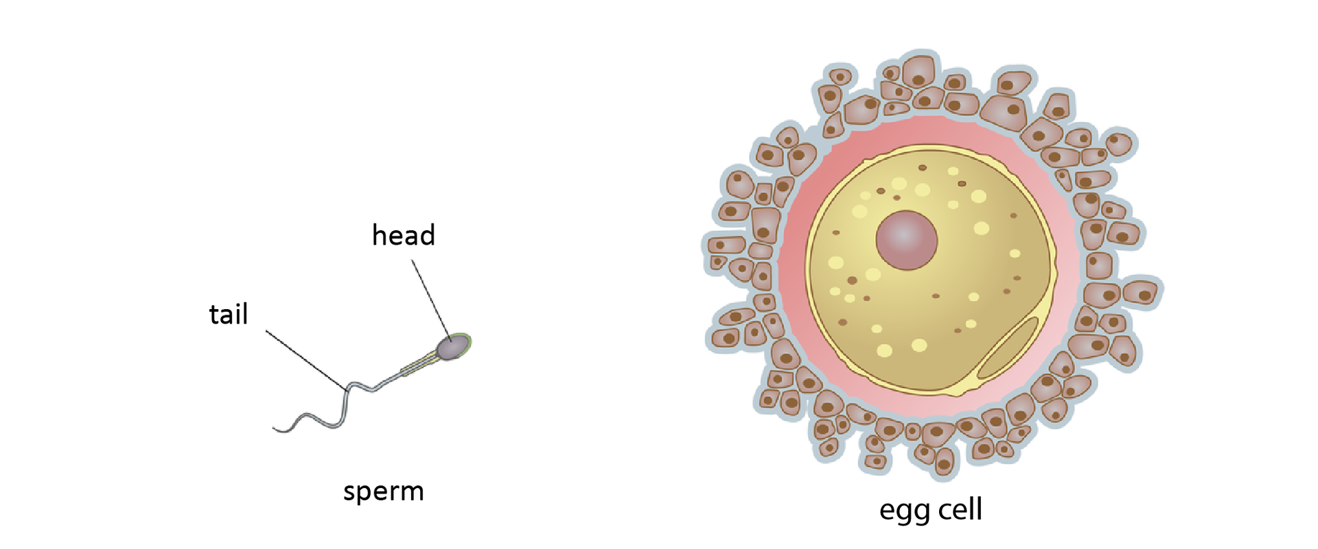 Ilustracja przedstawia plemnik, sperm, zbudowany z główki head i witki tail. Obok jest duża kulista komórka jajowa egg cell z dobrze widocznym jądrem komórkowym. Komórka jajowa otoczona jest wieńcem małych komórek.