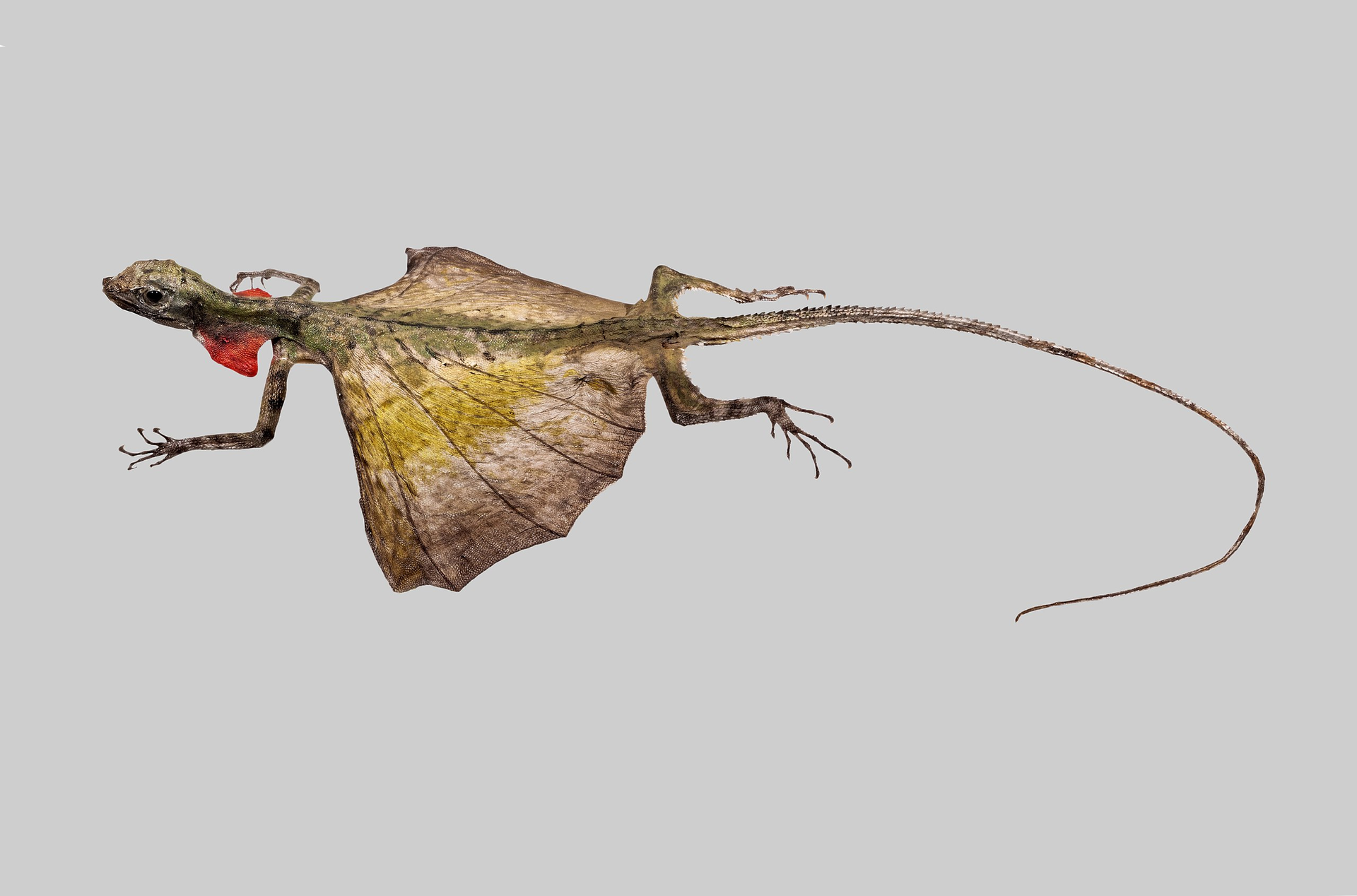 Zdjęcie przedstawia smoka latającego. Ma długie ciało zakończone cienkim, bardzo długim ogonem. Pomiędzy przednimi a tylnymi kończynami, po bokach ciała znajdują się dwa trójkątne płaty skóry. Ubarwienie jaszczurki jest brązowo‑kremowo‑żółte.