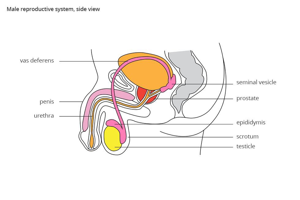 Ilustracja przedstawia schematycznie pionowy układu rozrodczego i moczowego mężczyzny, Male reproductive system, side view. U dołu żółte jądro, testicle w worku – mosznie, scrotum. Na nim różowe najądrze, epididymis przechodzące w długi nasieniowód, vas deferens. Za pomarańczowym pęcherzem moczowym najądrze ma pęcherzyk nasienny, seminal vesicle. Dalej drogi rozrodcze i moczowe są wspólne jako cewka moczowa, urethra. Przy ich połączeniu czerwony gruczoł krokowy, prostate. Z lewej zwisające prącie, penis z różowym ciałem jamistym. Z prawej szary zarys odbytnicy.