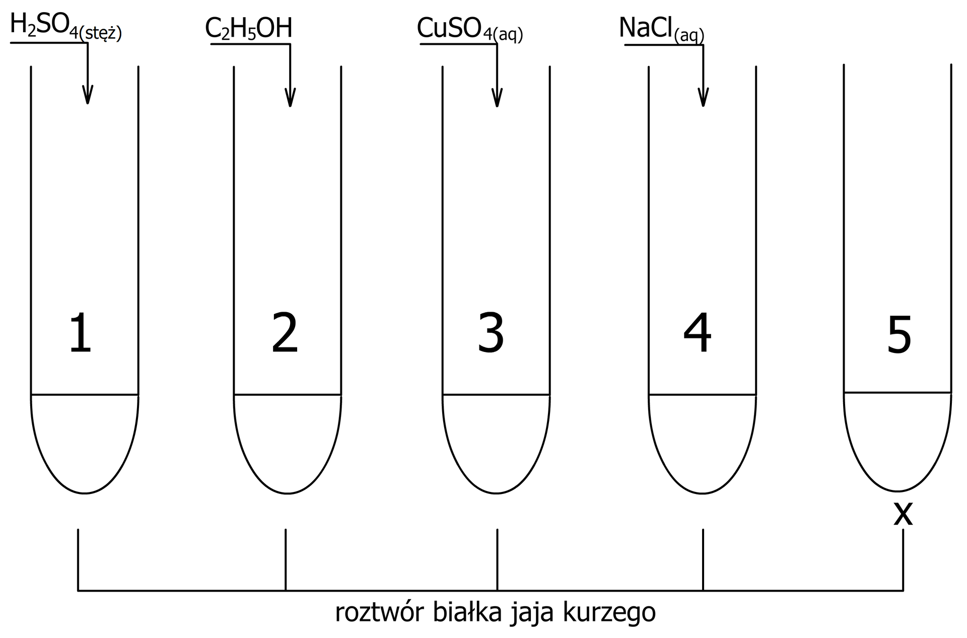 Ilustracja dotyczy zjawiska wysalania białek. Przedstawione zostało pięć probówek, w których znajduje się roztwór białka jaja kurzego. Do pierwszej probówki dodano stężony kwas siarkowy(<math aria‑label="sześć">VI), do drugiej etanol, do trzeciej siarczan(<math aria‑label="sześć">VI) miedzi(<math aria‑label=„dwa”>II), do czwartej chlorek sodu. Piątą probówkę podgrzano.