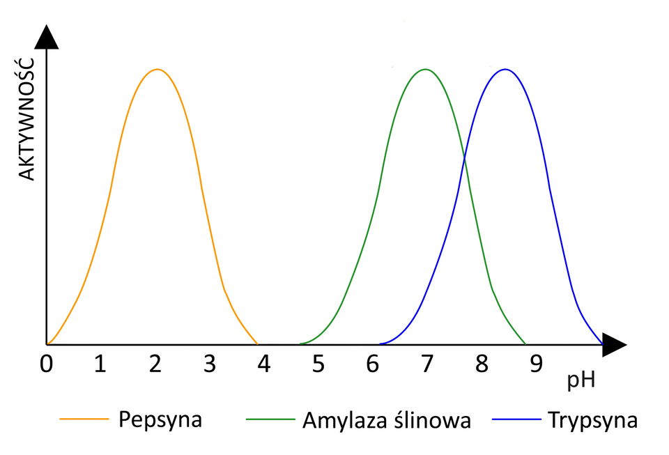 Ilustracja przedstawia wykres obrazujący zależność aktywności enzymów (pepsyny, amylazy ślinowej i trypsyny) od pH. Pepsyna ma największą aktywność przy pH 2 (wzrasta od wartości pH 0, najwyższą wartość osiąga przy pH 2 i spada w dół aż do wartości pH 4), amylaza ślinowa przy pH 7 (wzrasta od wartości 4,5 pH, najwyższą wartość osiąga przy pH 7 i spada w dół aż do wartości pH 9), a trypsyna przy pH 8,5 (wzrasta od wartości pH 6 najwyższą wartość osiąga przy pH 8,5 i spada w dół aż do wartości pH 10).