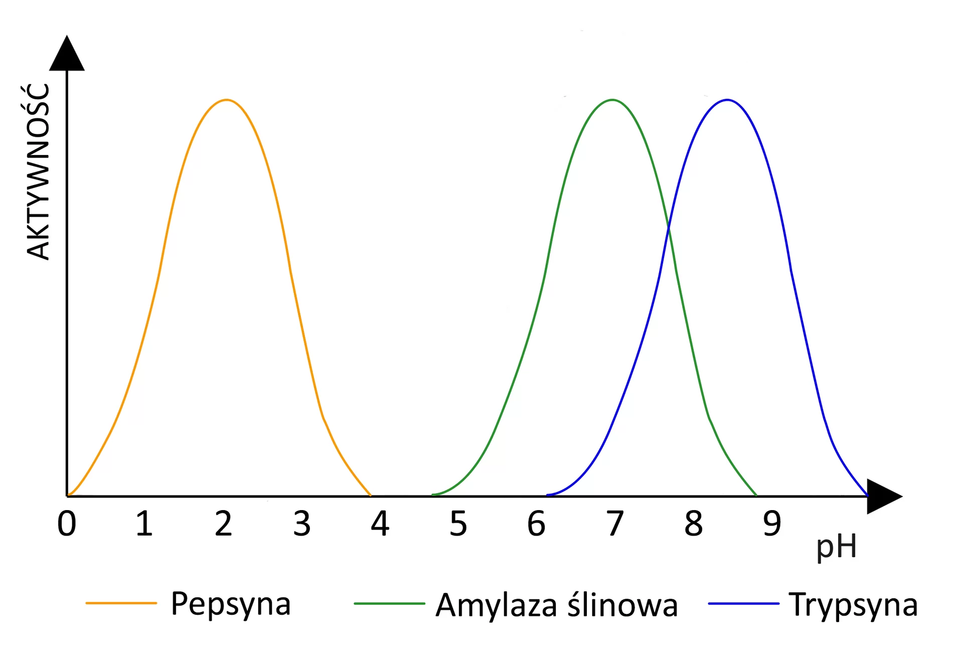 Ilustracja przedstawia wykres obrazujący zależność aktywności enzymów (pepsyny, amylazy ślinowej i trypsyny) od pH. Pepsyna ma największą aktywność przy pH 2 (wzrasta od wartości pH 0, najwyższą wartość osiąga przy pH 2 i spada w dół aż do wartości pH 4), amylaza ślinowa przy pH 7 (wzrasta od wartości 4,5 pH, najwyższą wartość osiąga przy pH 7 i spada w dół aż do wartości pH 9), a trypsyna przy pH 8,5 (wzrasta od wartości pH 6 najwyższą wartość osiąga przy pH 8,5 i spada w dół aż do wartości pH 10).