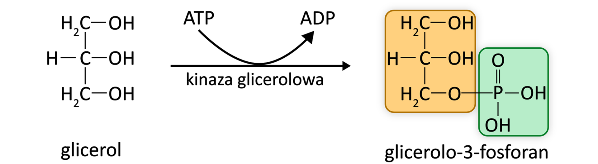 Grafika przedstawia schemat reakcji. Glicerol pod wpływem kinazy glicerolowej przechodzi w glicerolo‑3-fosforan. Do zajścia reakcji potrzebne jest ATP, które jest hydrolizowane, w wyniku czego powstaje ADP.
