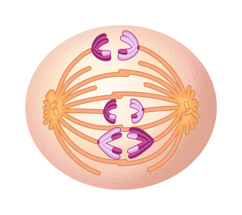 Na rysunku, w komórce widoczne są ramiona centrosomów. Chromosomy znajdujące się w centralnej części komórki, na zakończeniach ramion centrosomów zostają rozerwane. Każdy z nich przybiera kształt litery c.